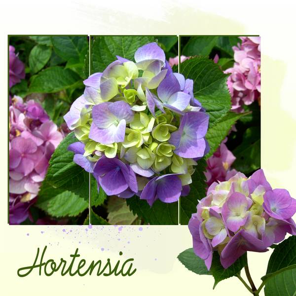 HORTENSIA