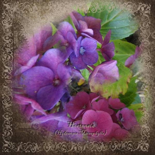 Hortensia
