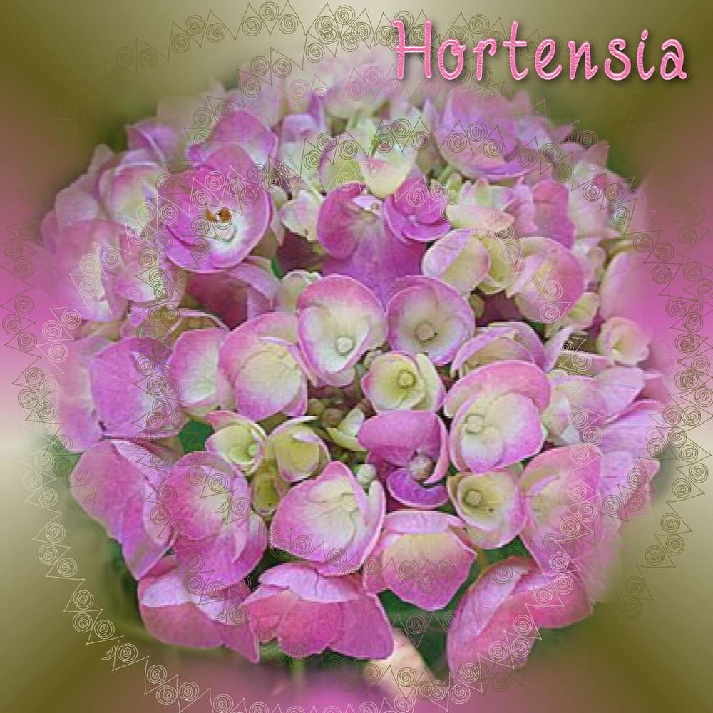 Hortensia