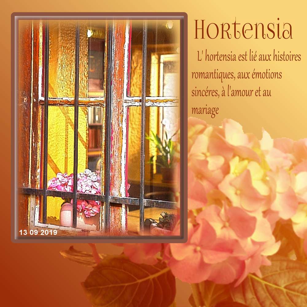 Hortensia