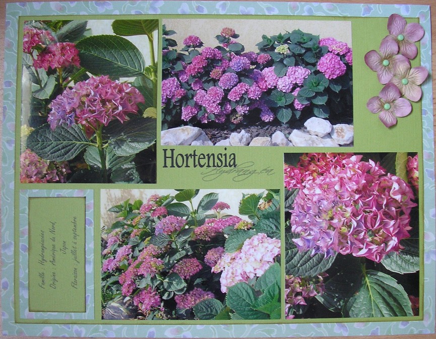 hortensia