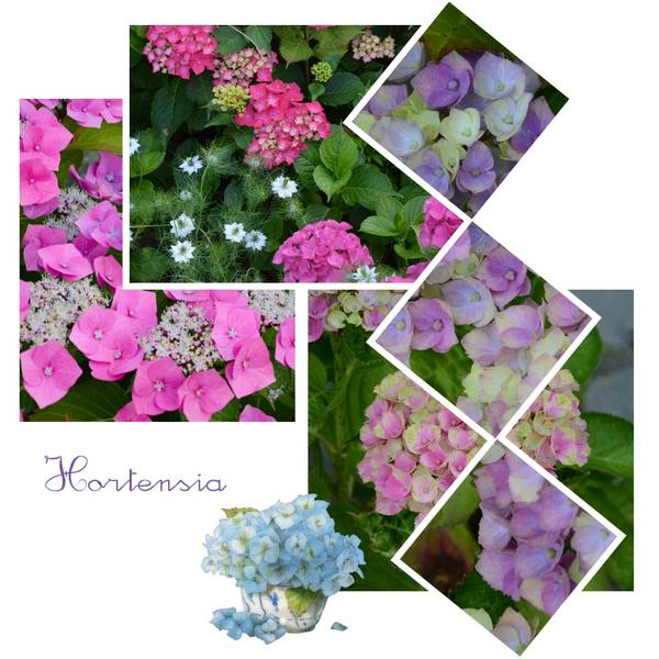 Hortensia6