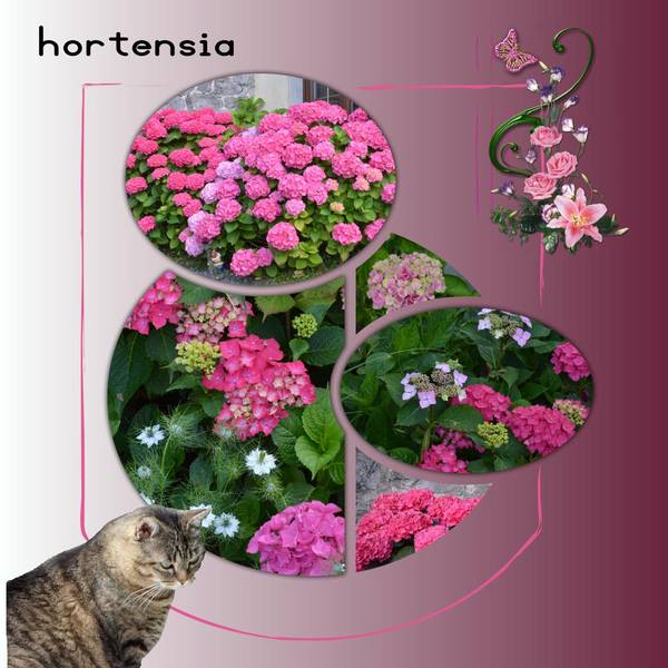 hortensia_rose