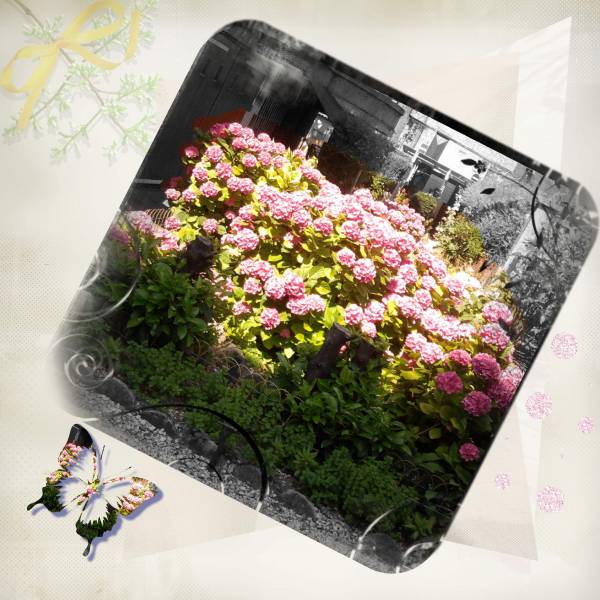 HORTENSIAS Défi Moysson