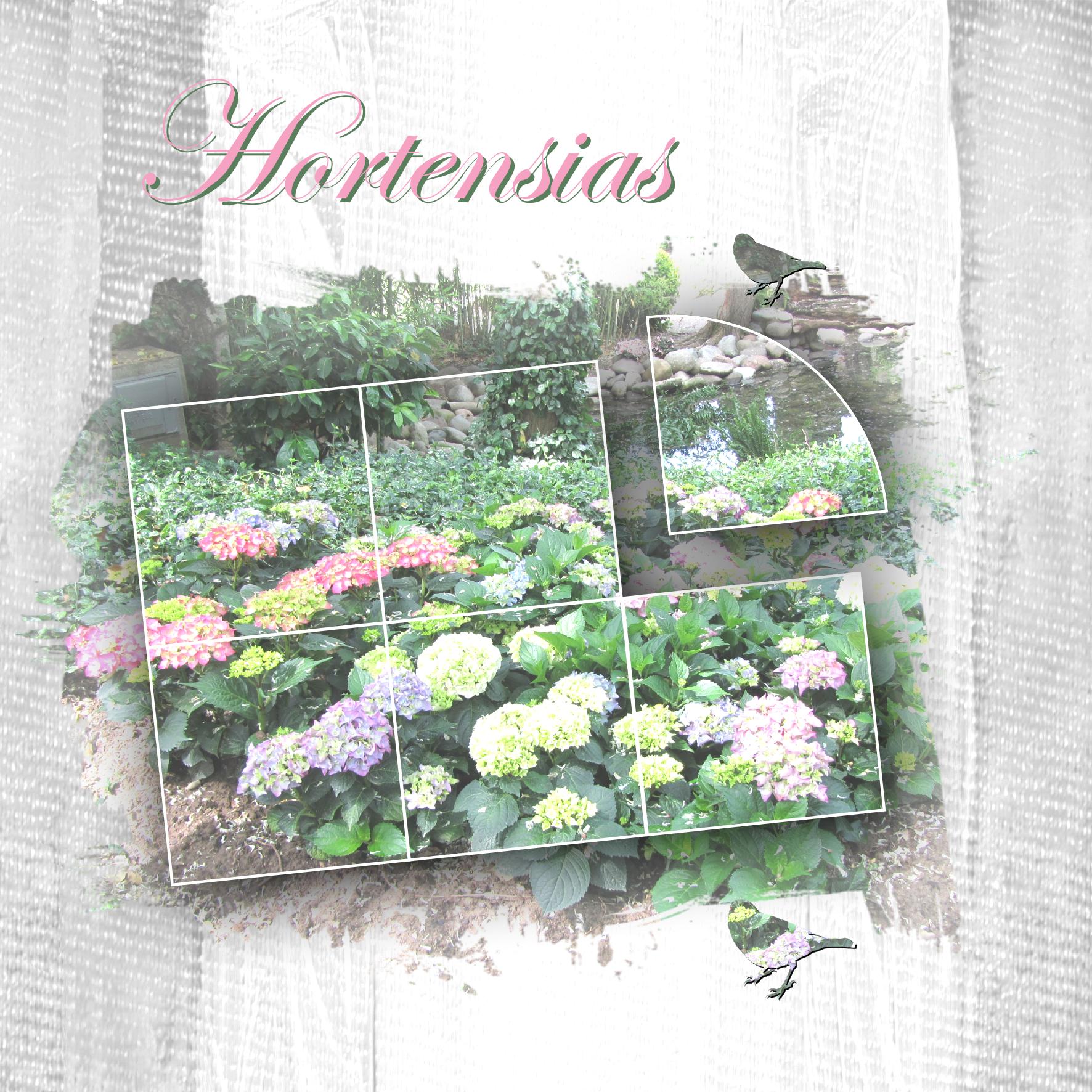 Hortensias.jpg