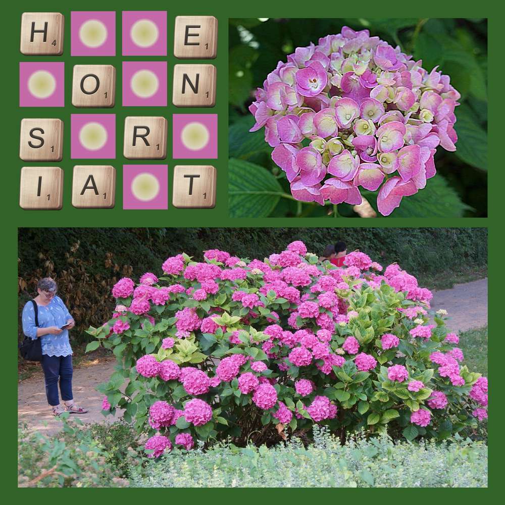 Hortensias