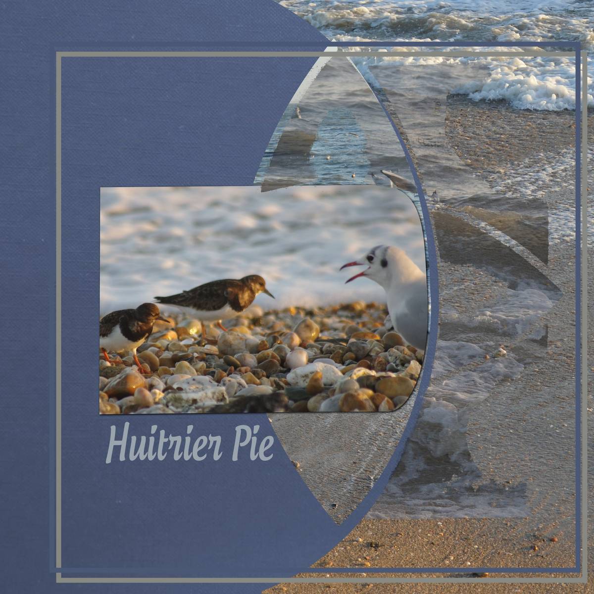 HUITRIER PIE