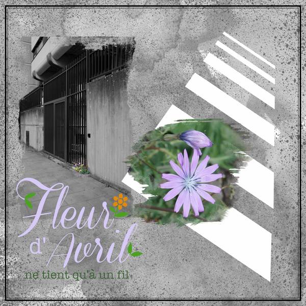 Humble fleur des rues