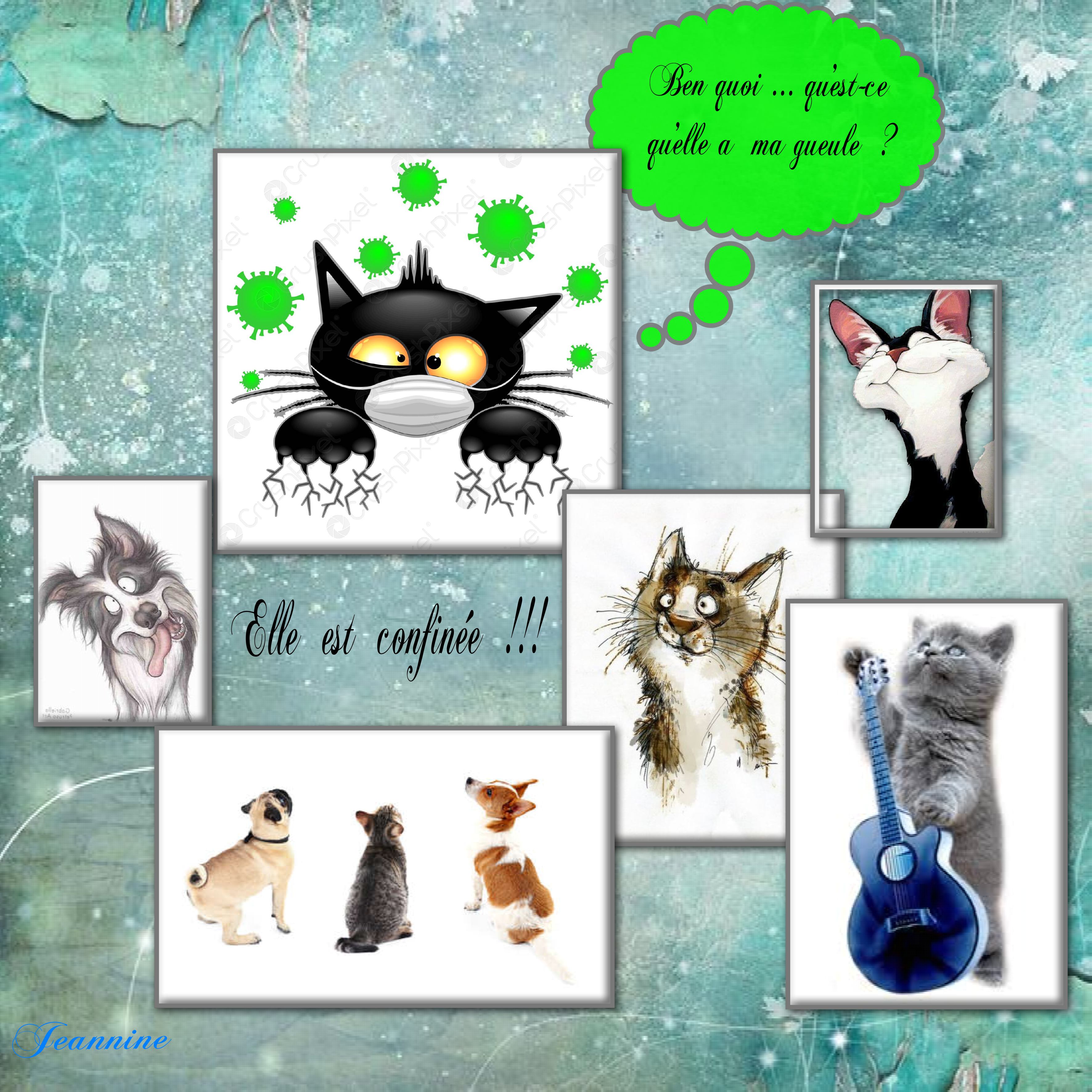 Humour de chats Jeannine jpg