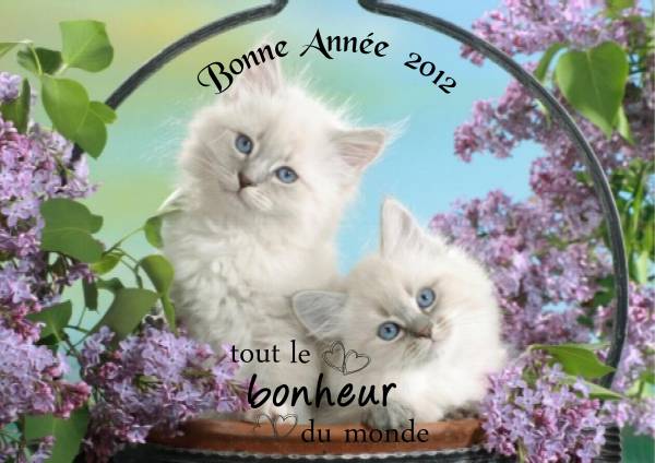 idée carte de voeux 1