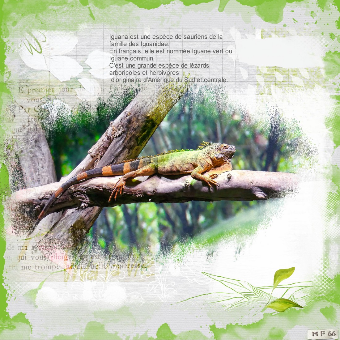 Iguane aquarium Canet 1.jpg