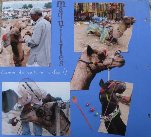 inde dromadaires à Pushkar