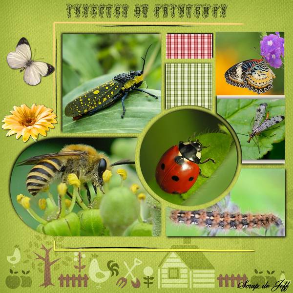 Insectes de printemps