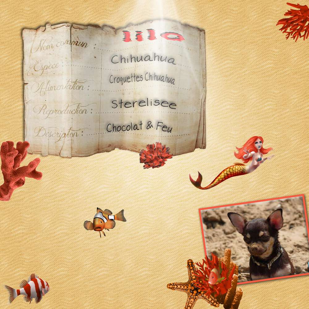 iola-fiche-technique-lilo