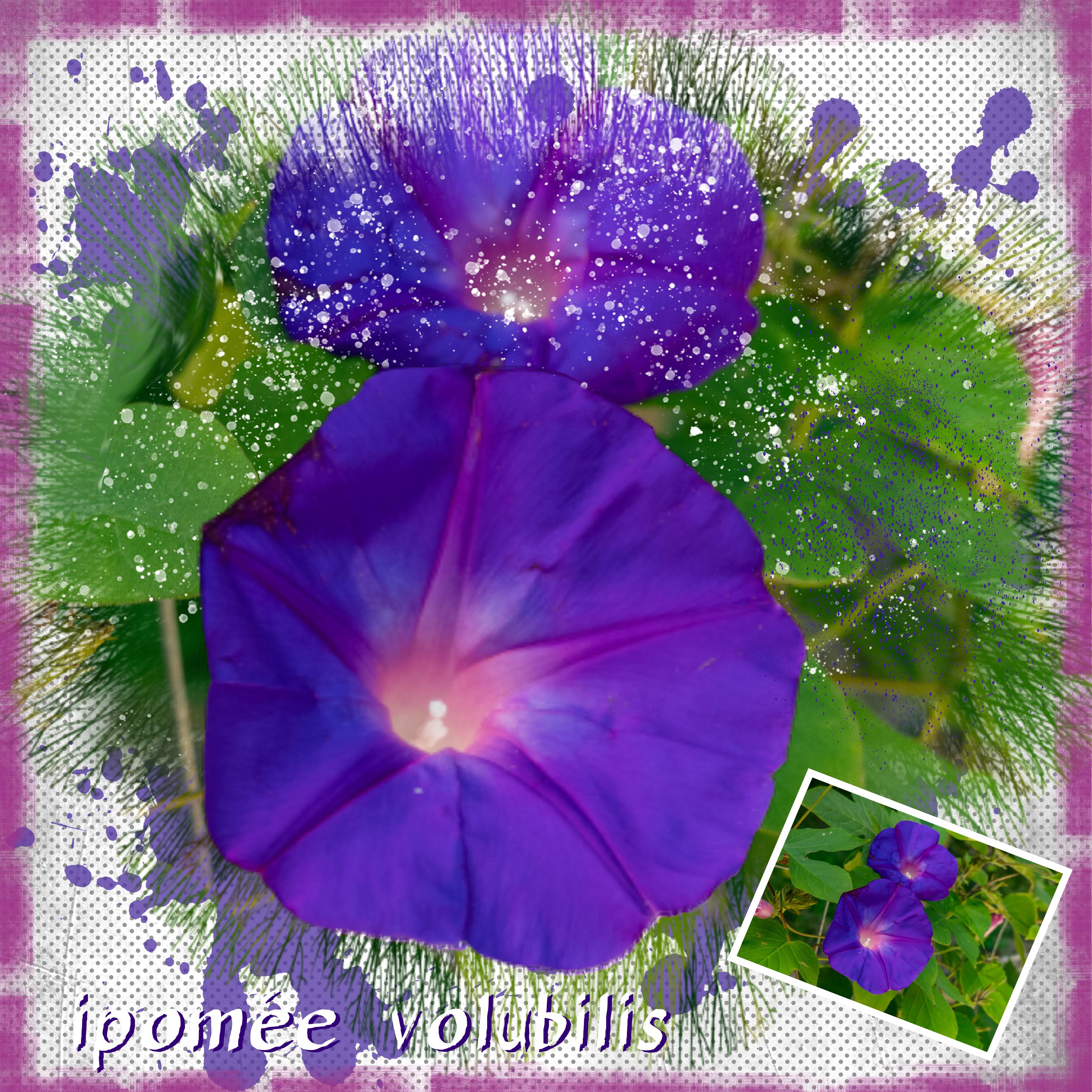 Ipomée-Volubilis .jpg