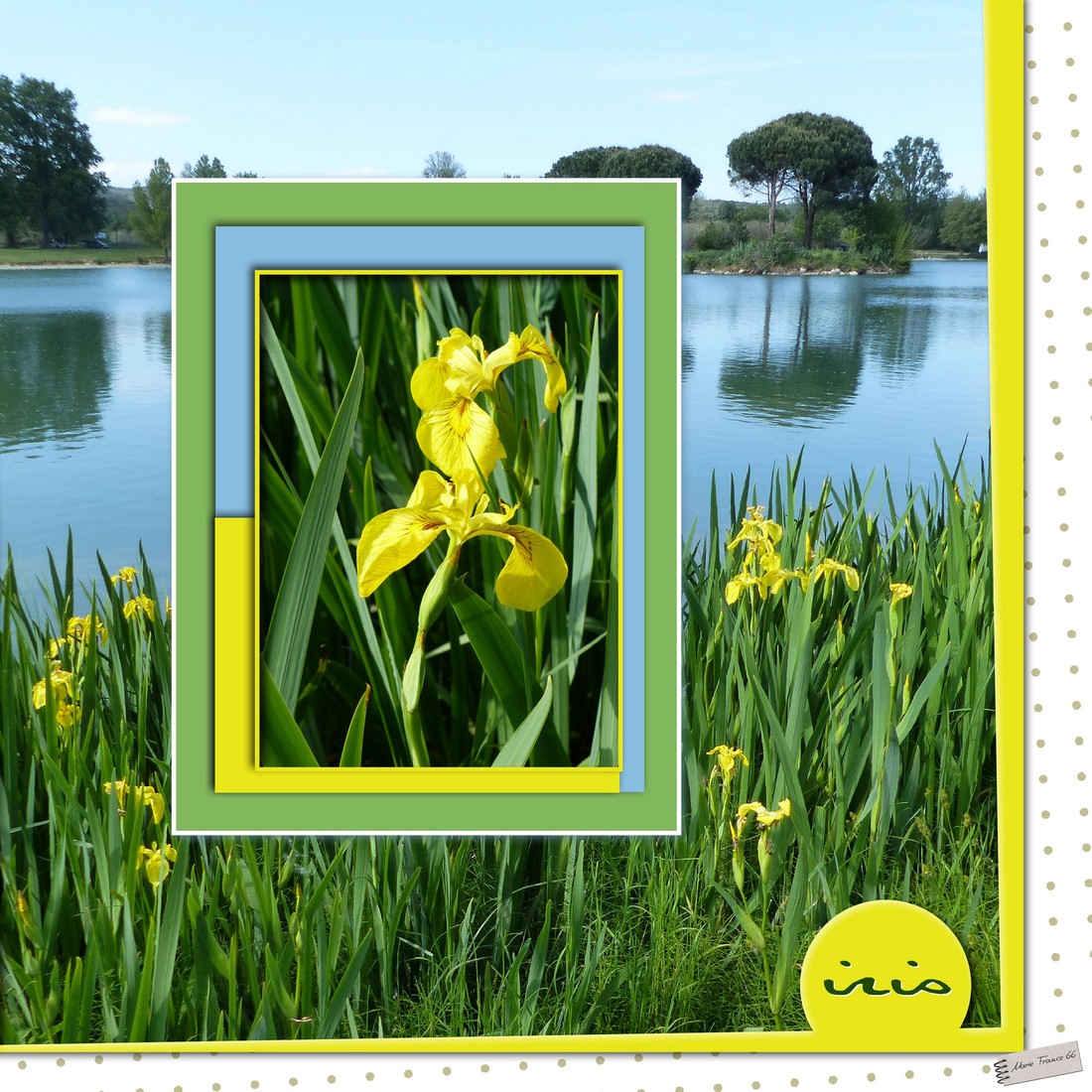 Iris au bord du lac.jpg