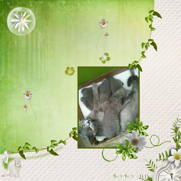 Iris avec ses 4 chatons .....