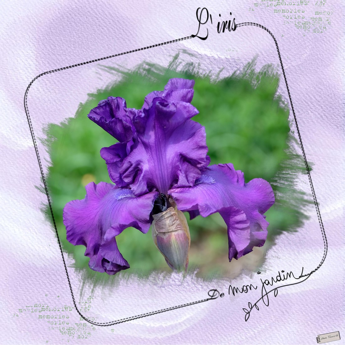iris avril 21.jpg