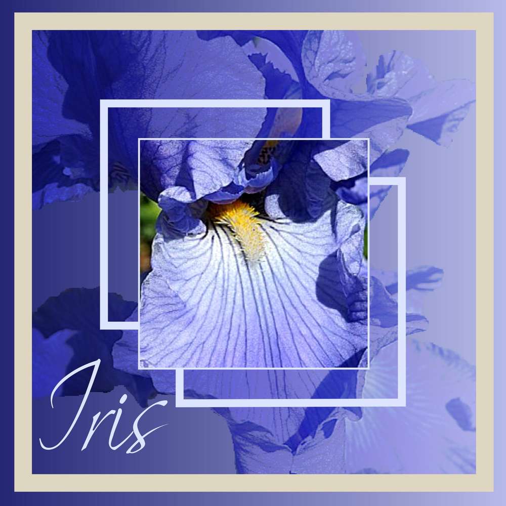 Iris bleu