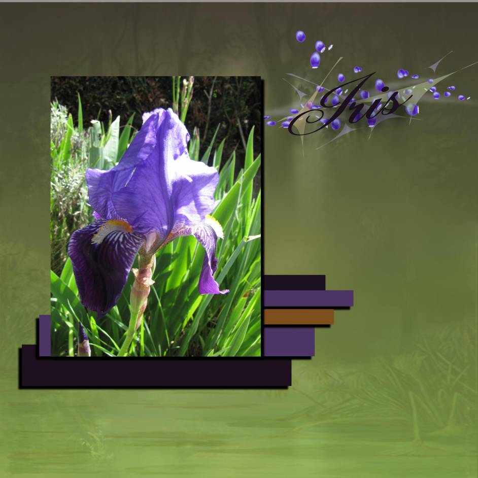 iris du jardin