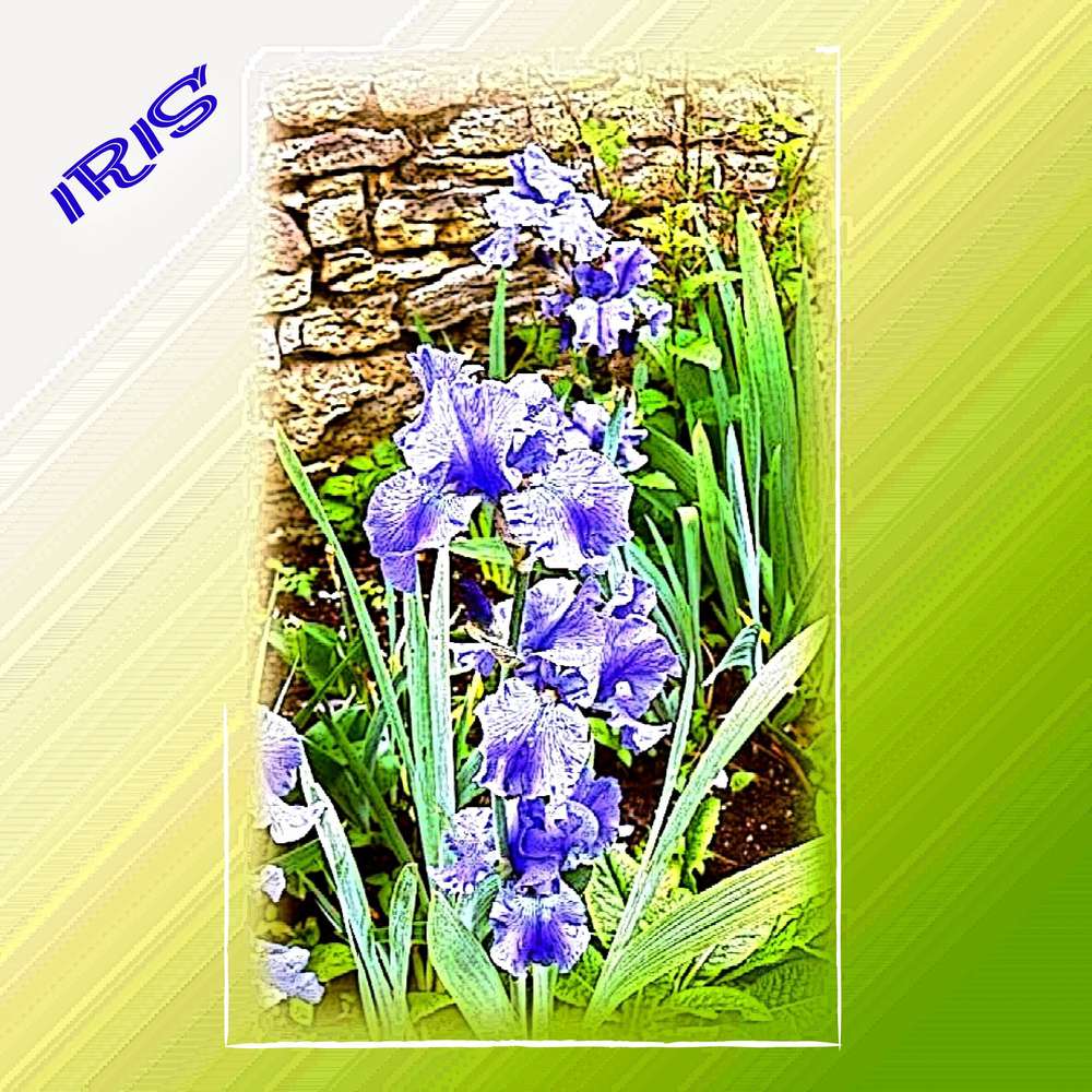 Iris