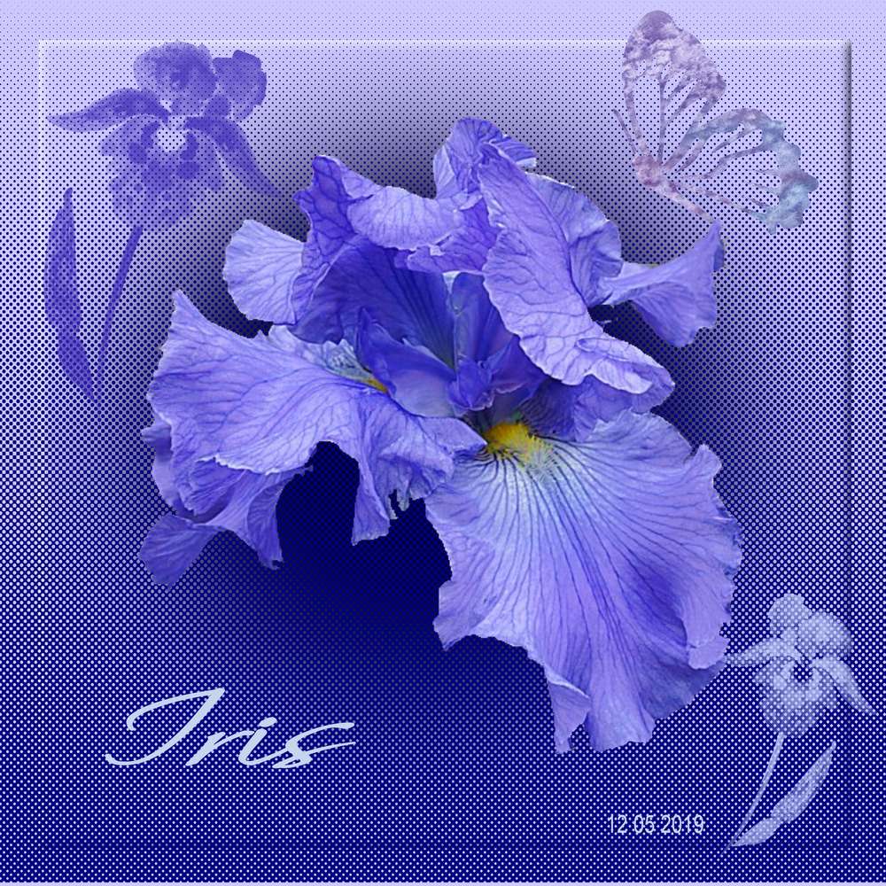 Iris