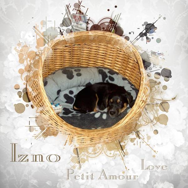 IZNO - UN ADORABLE CHIOT - PETIT AMOUR