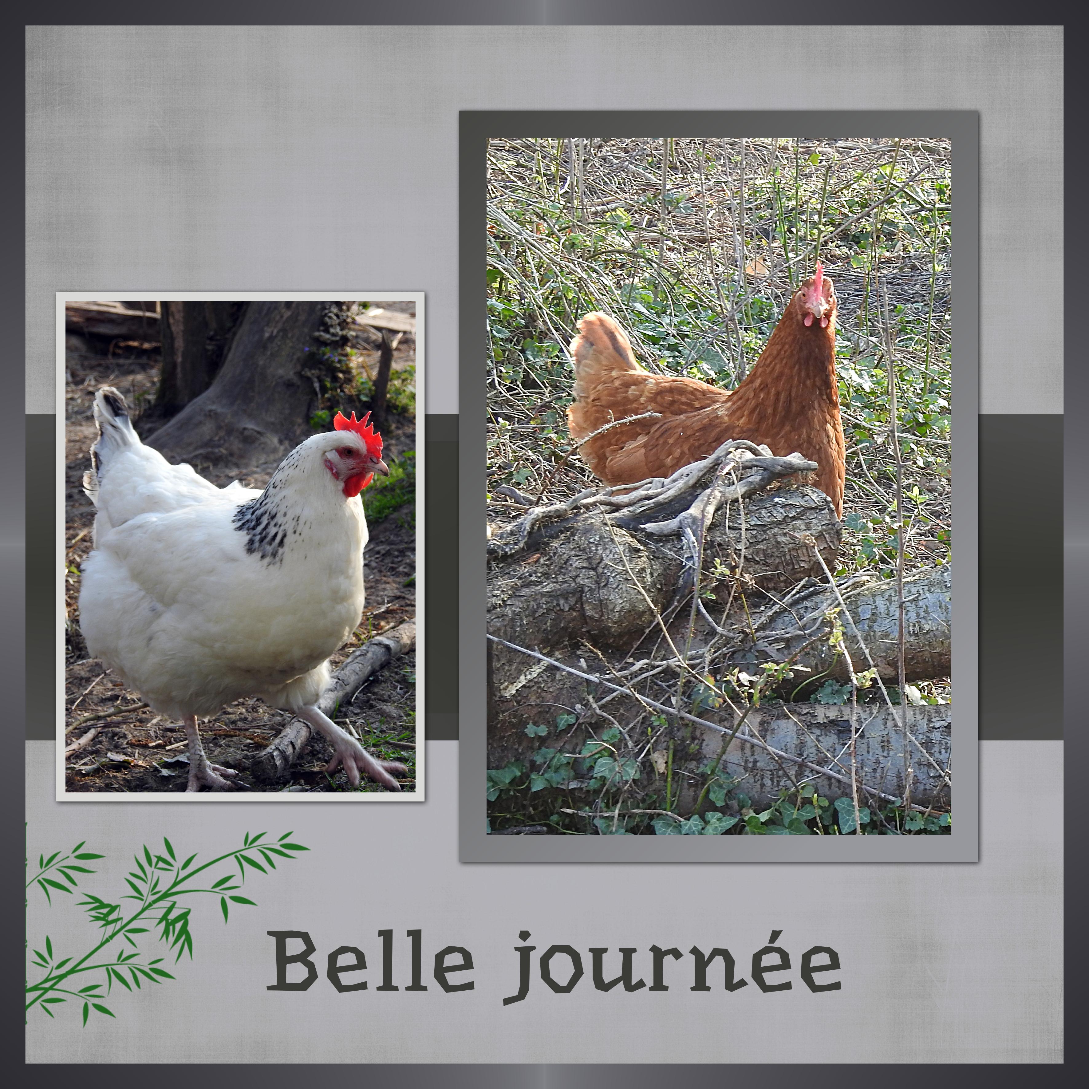 J-118 - BELLE JOURNEE.jpg