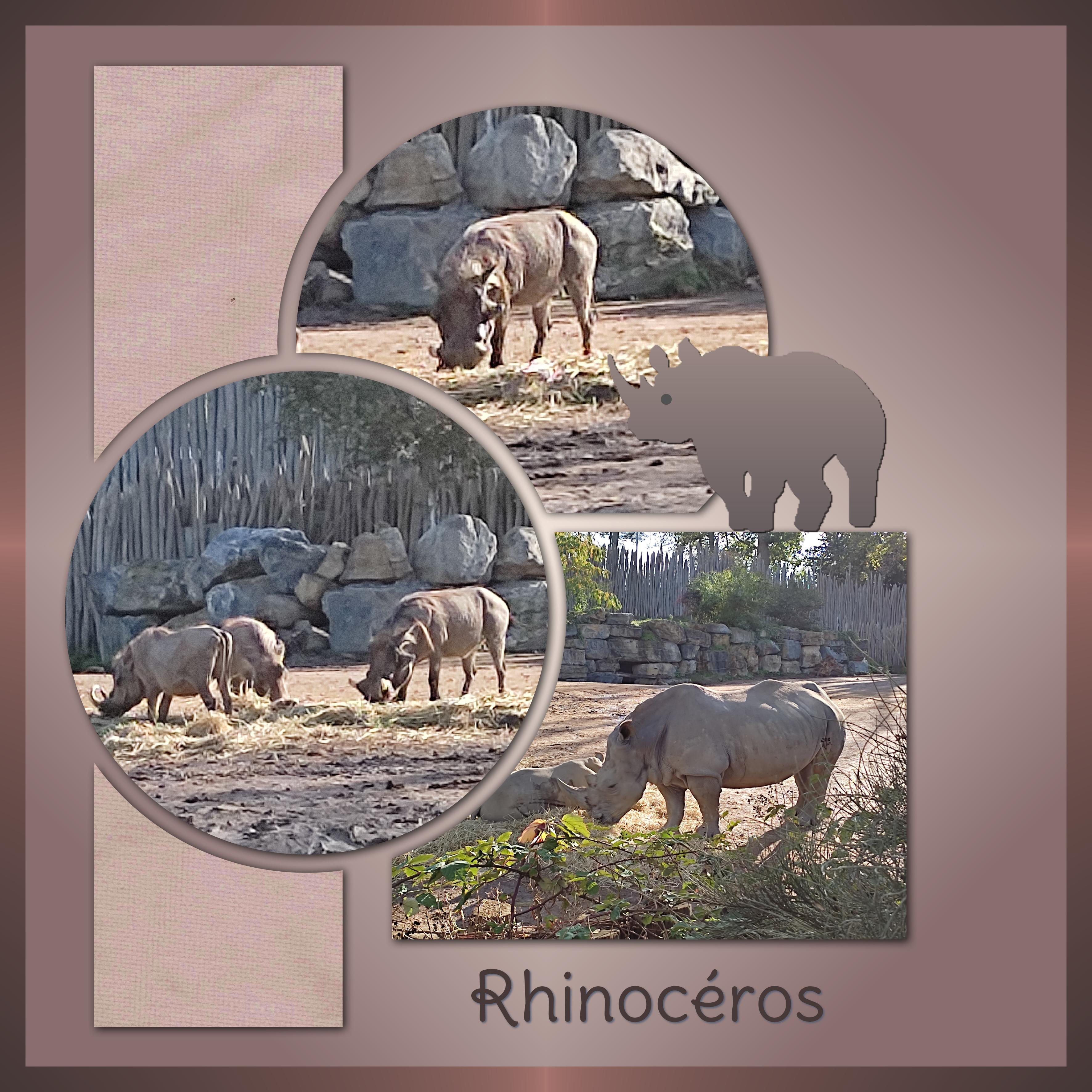 J-A101 - RHINOCEROS.jpg