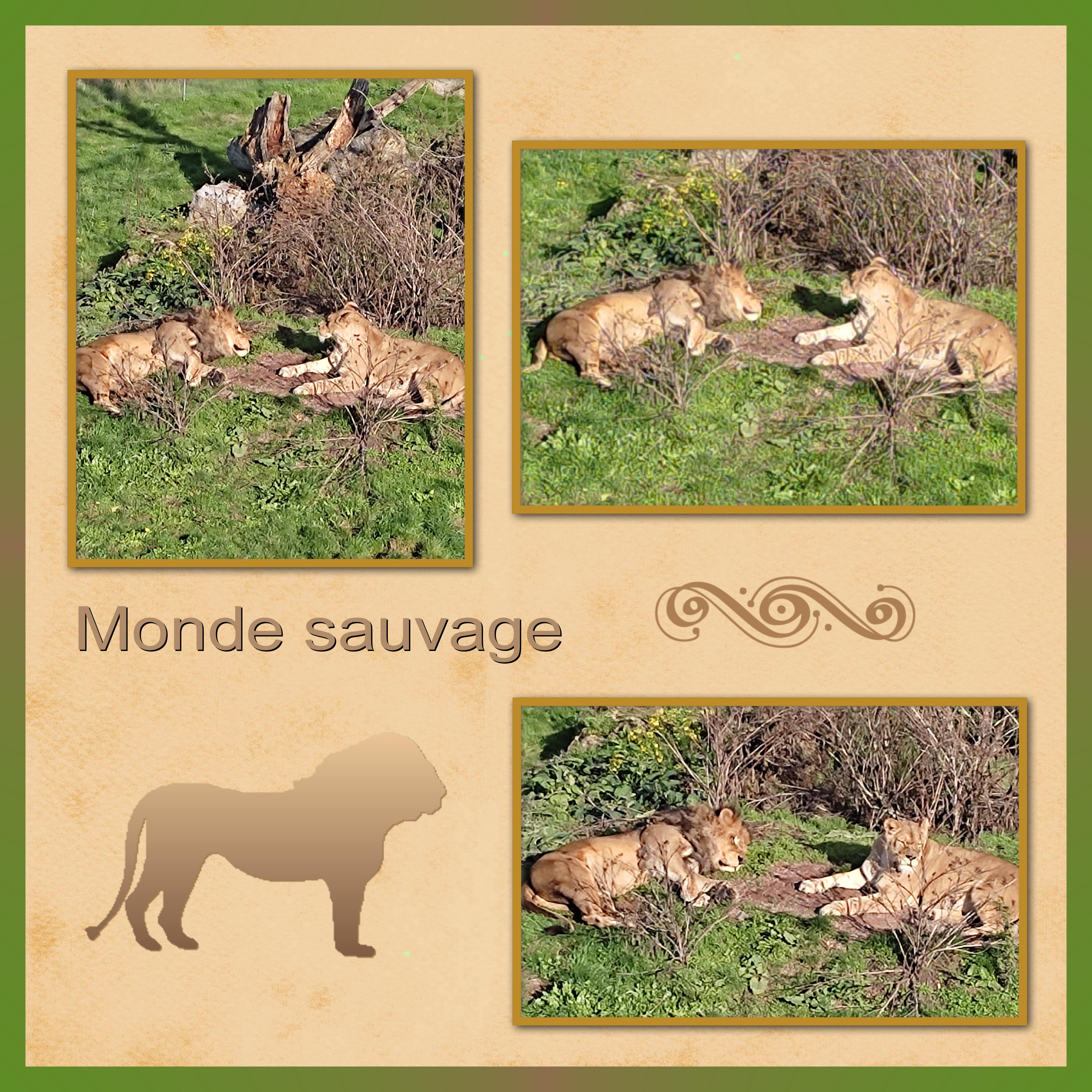 J-A103 - MONDE SAUVAGE.jpg