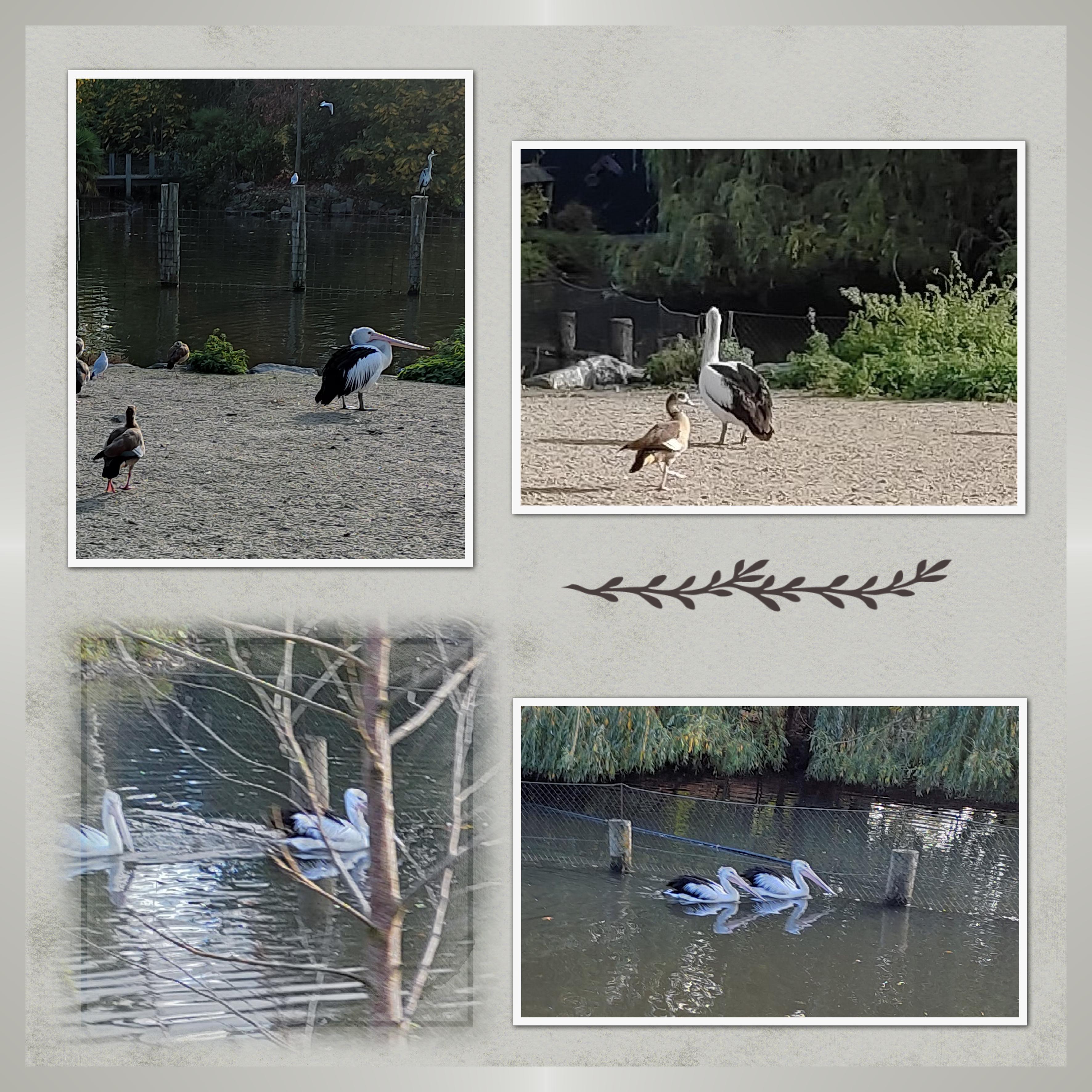 J-A106 - PELICANS.jpg