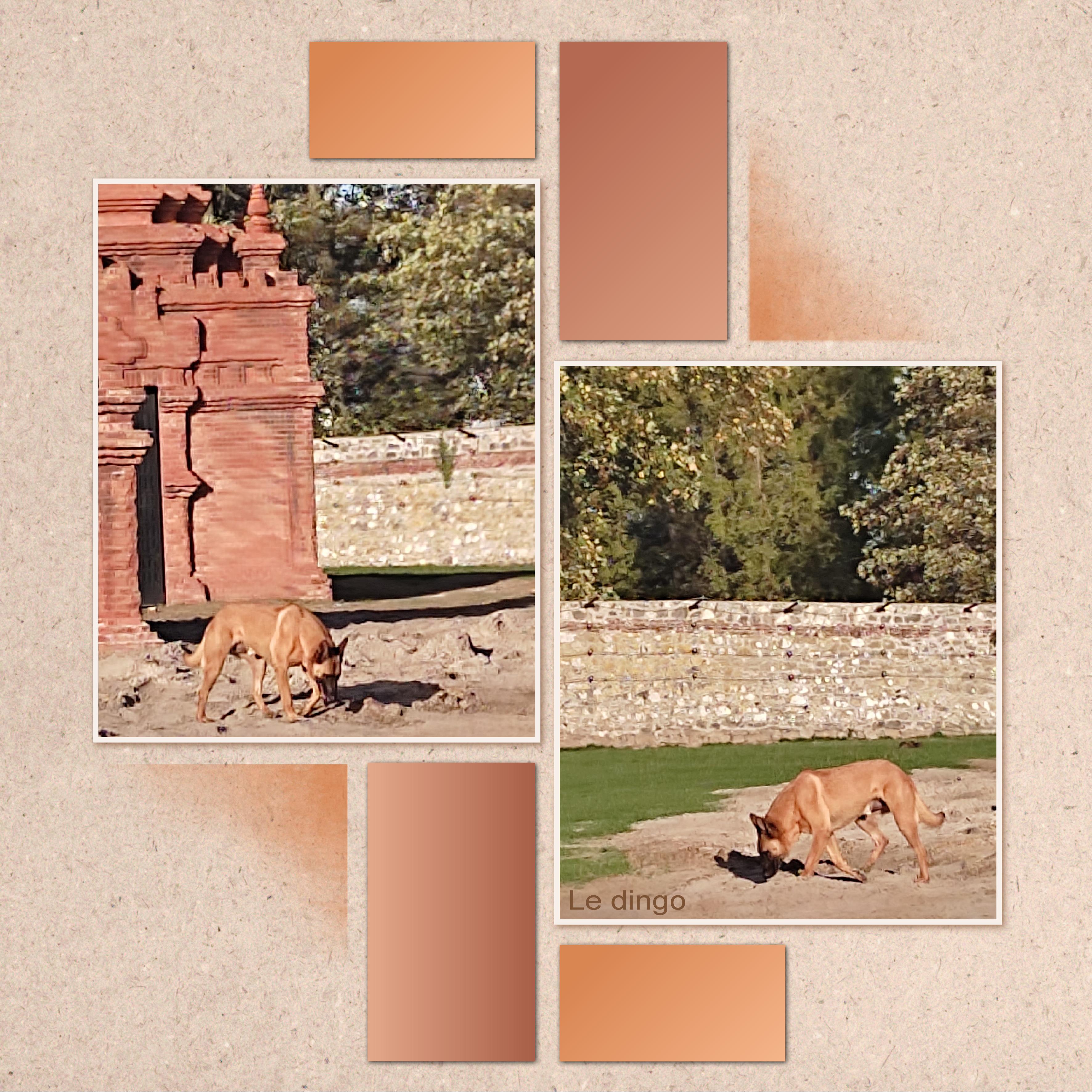 J-A112 - LE DINGO.jpg