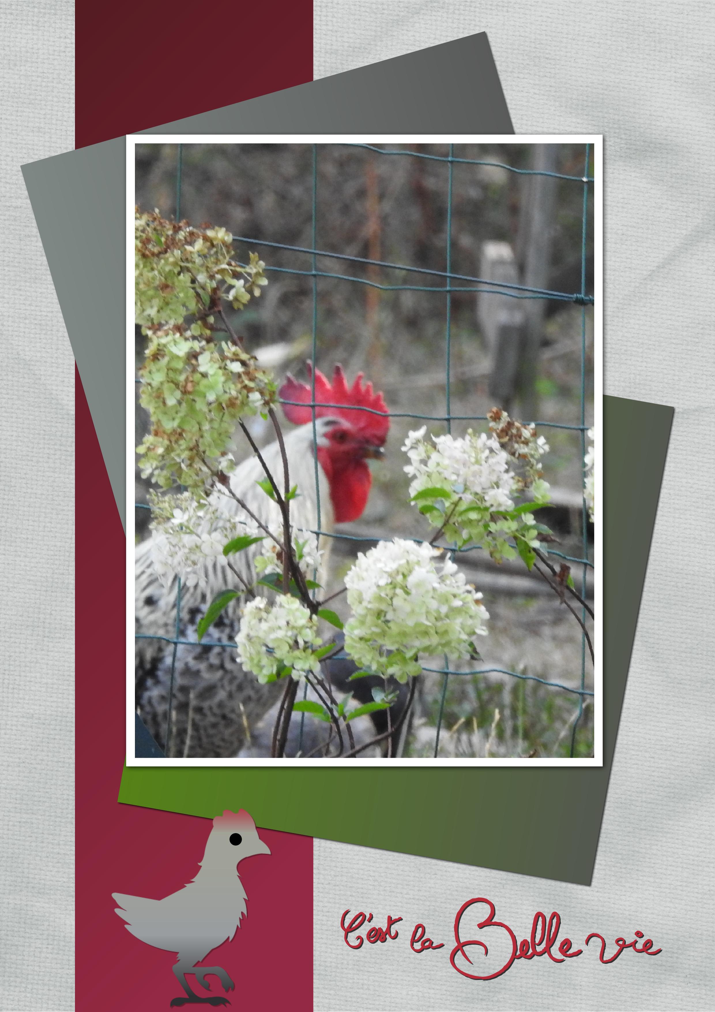 J-A114 - C'EST LA BELLE VIE.jpg