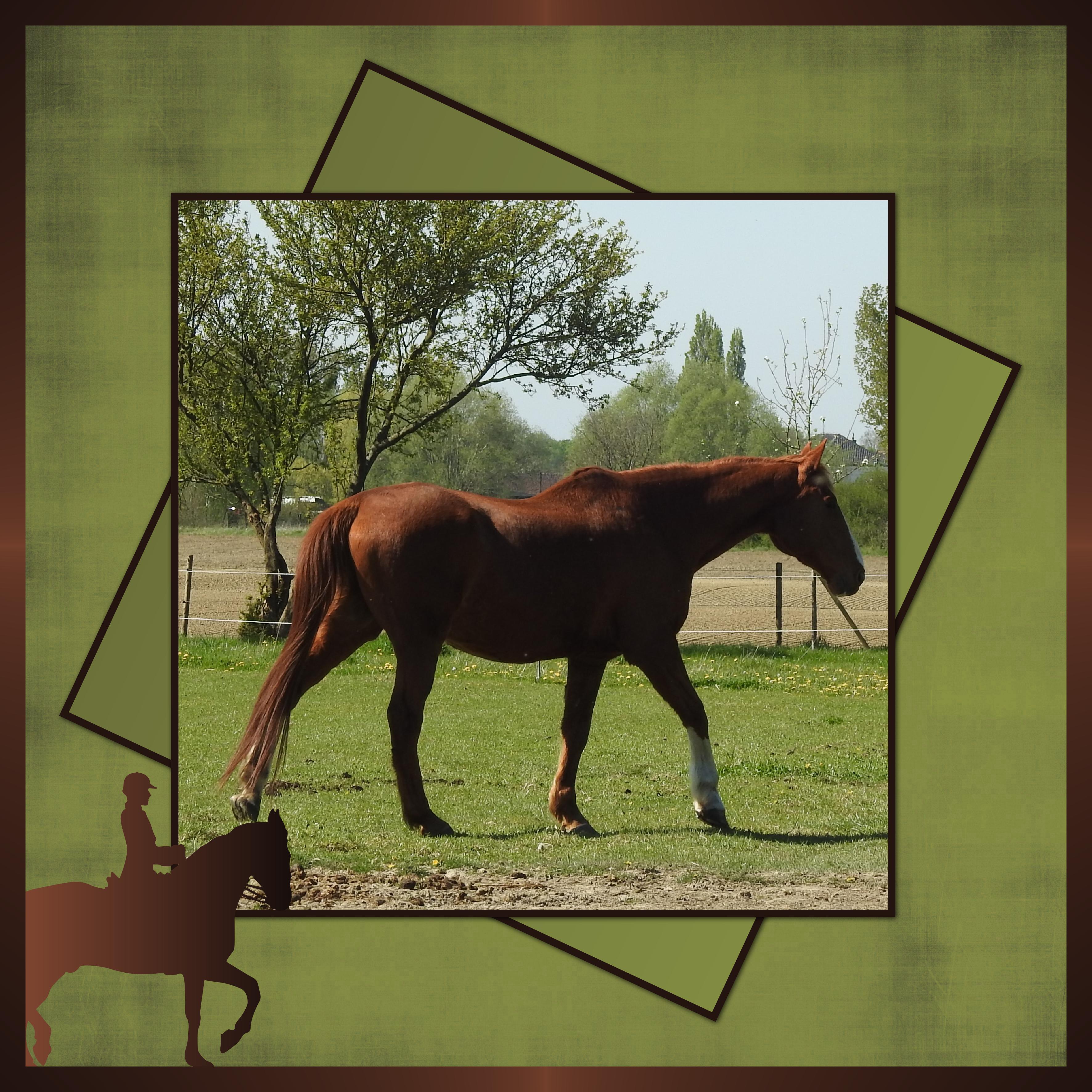 J-A115 - PASSION.jpg