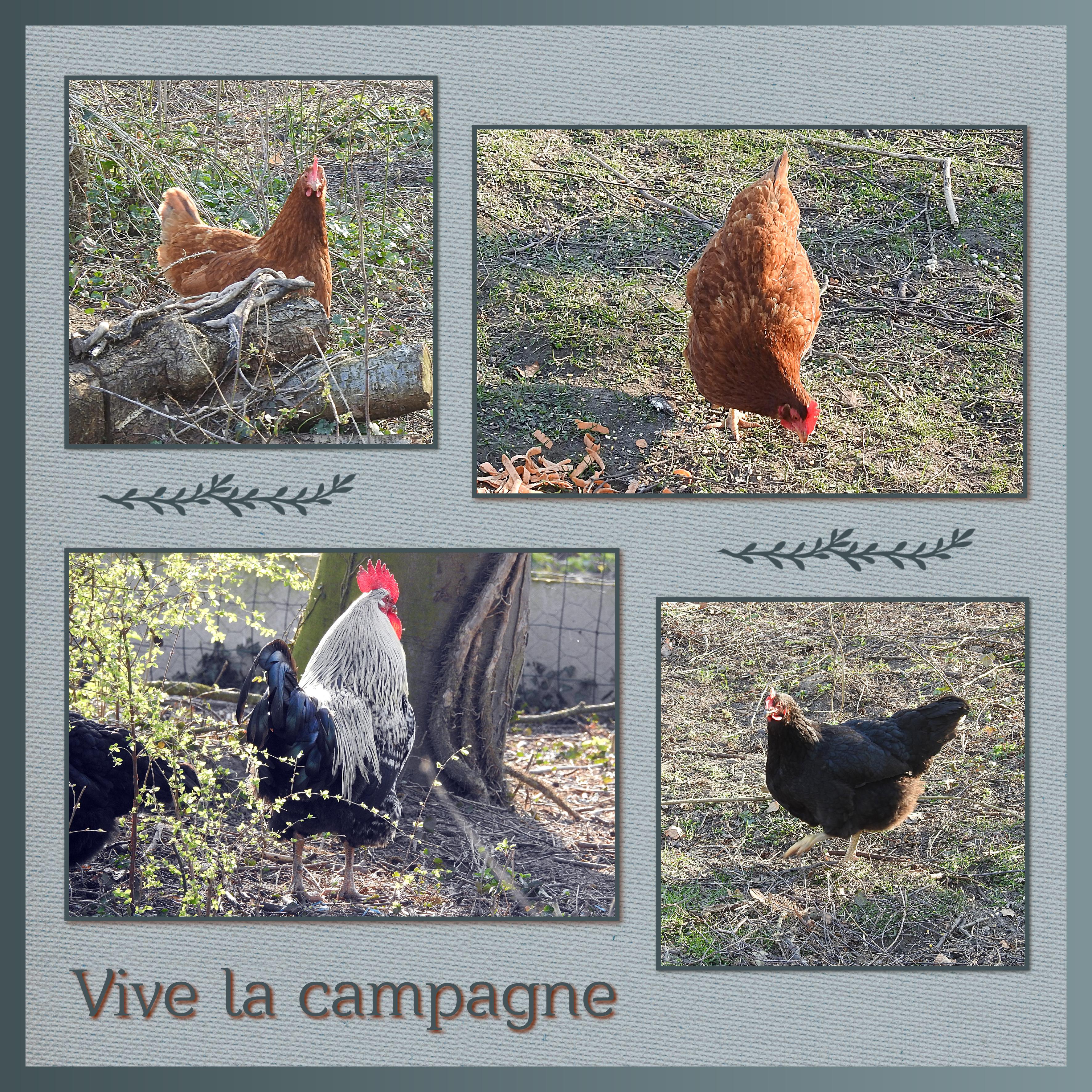 J-A117 - VIVE LA CAMPAGNE.jpg