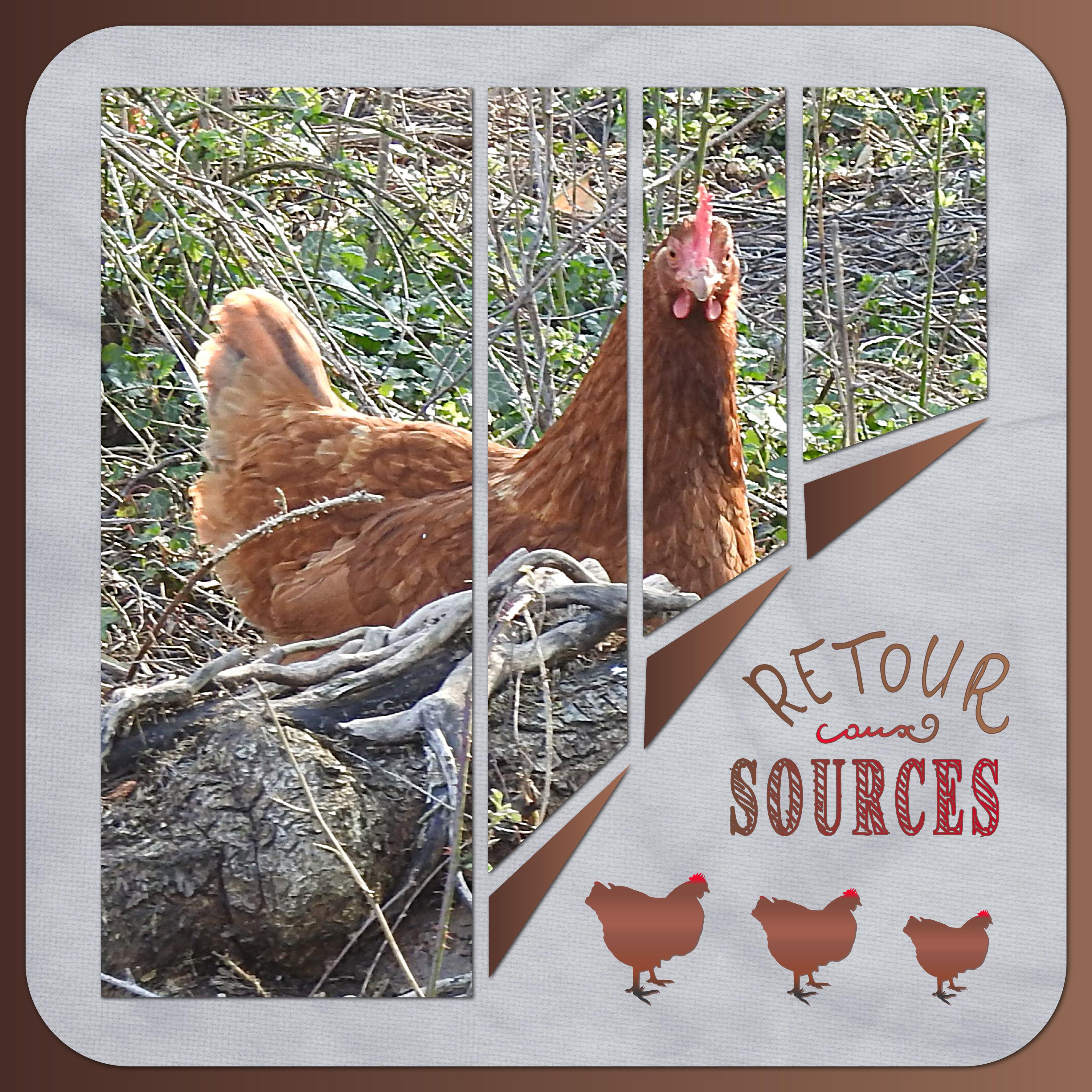 J-A121 - RETOUR AUX SOURCES.jpg