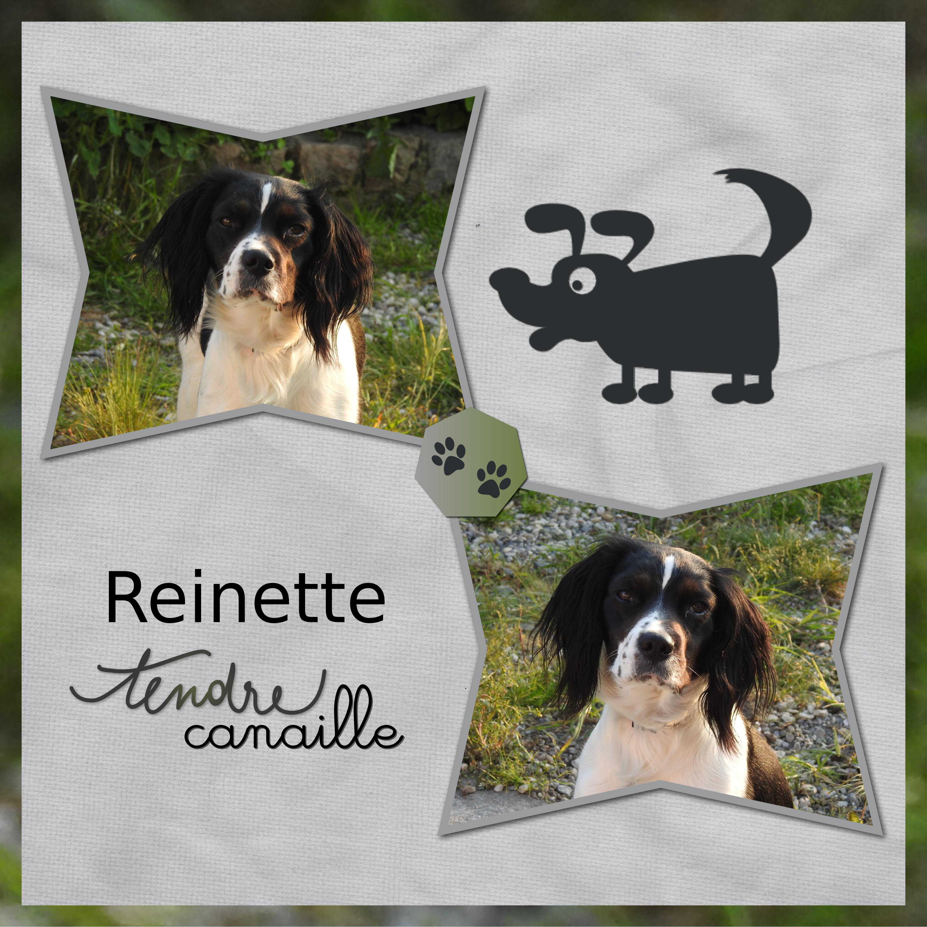 J-A122 - REINETTE.jpg