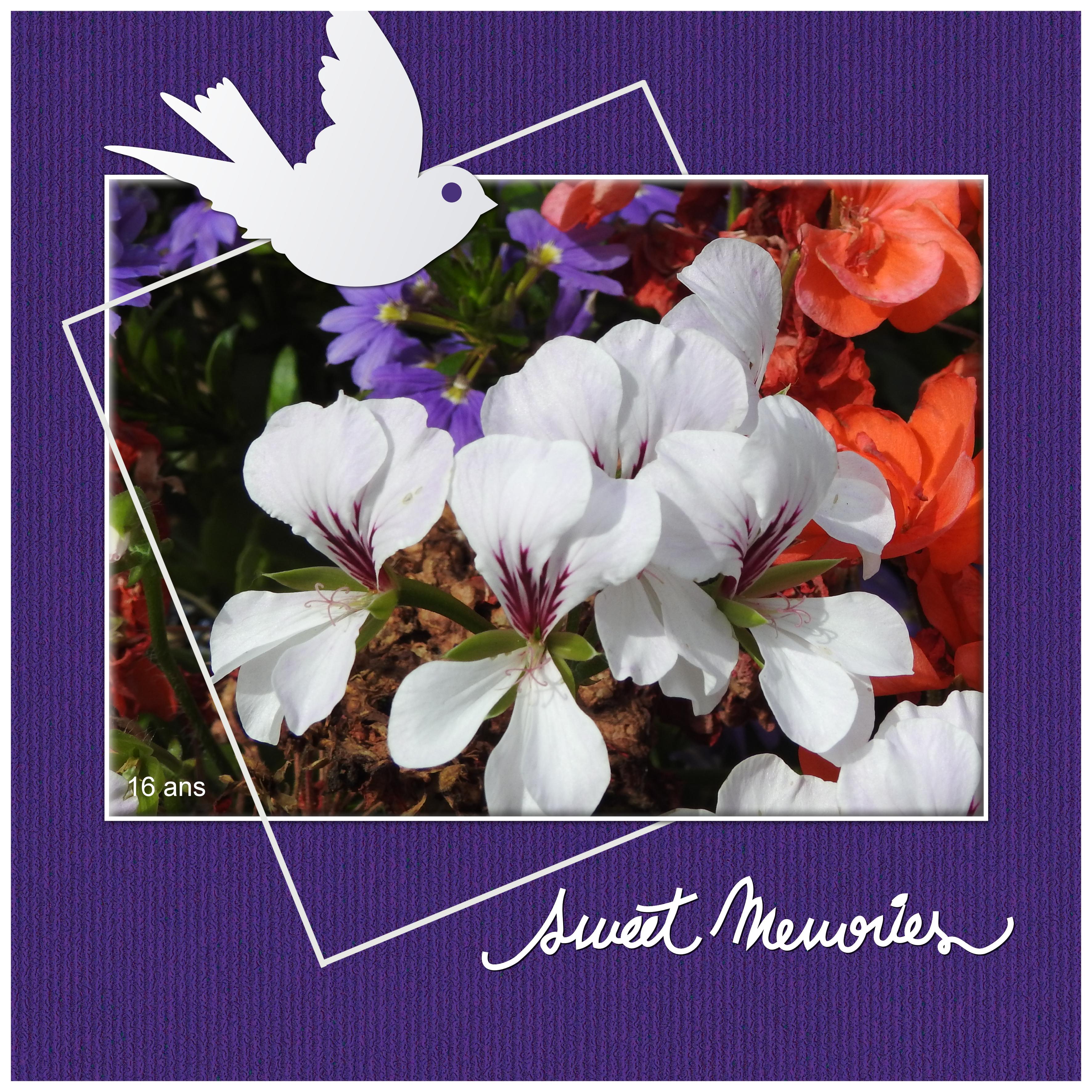 J-a127 - SWEET MEMORIES.jpg