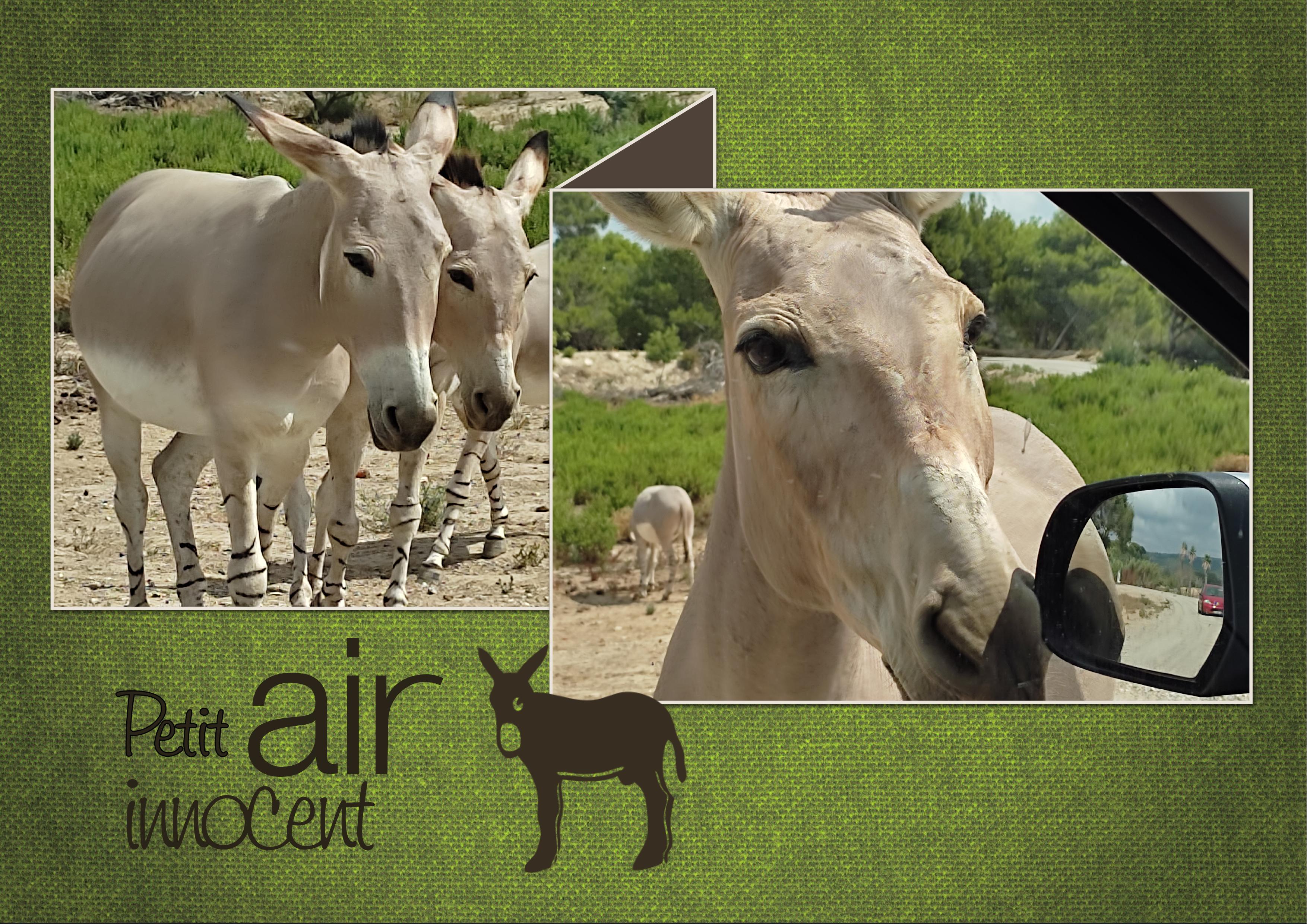 J-A129 - PETIT AIR INNOCENT.jpg