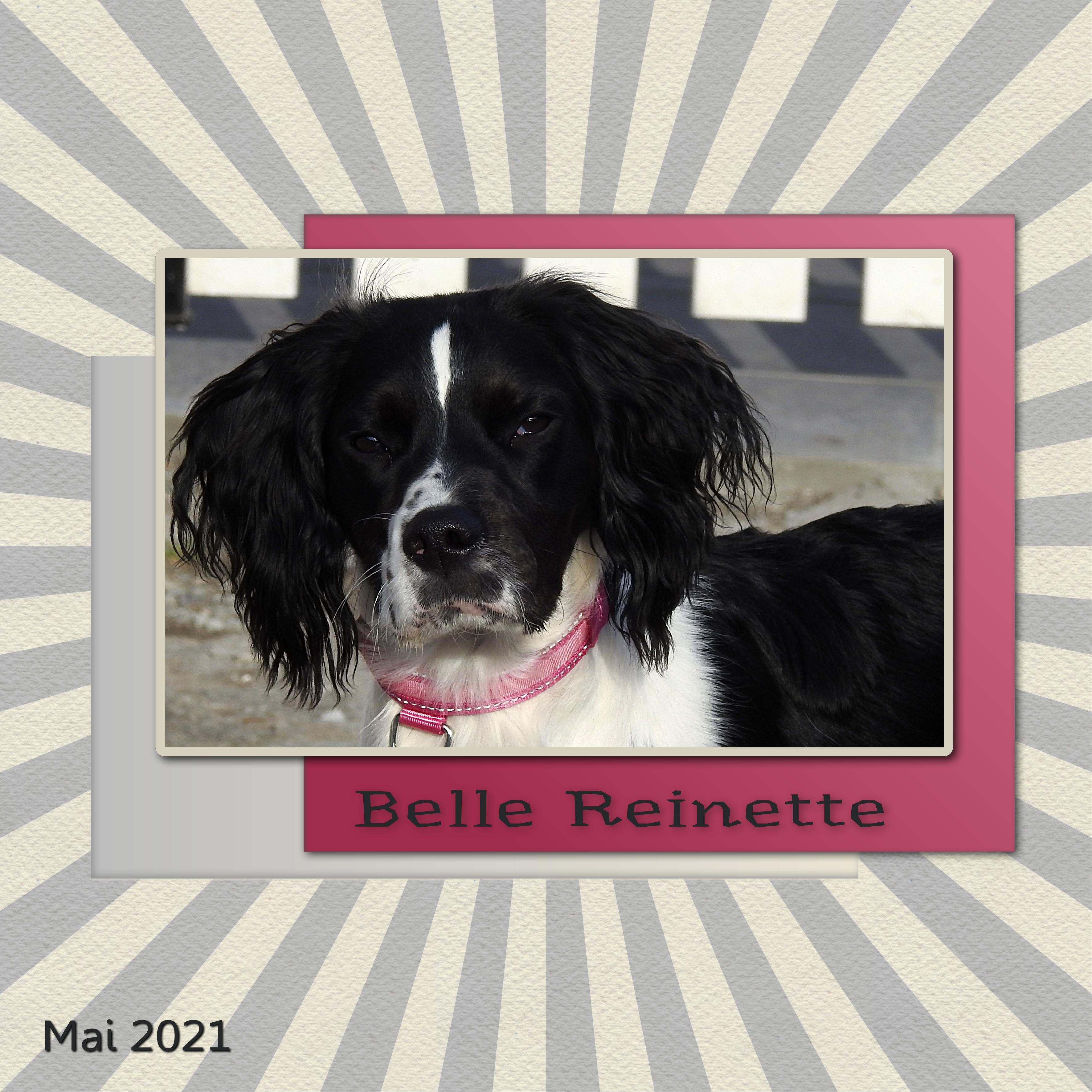 J-A13 - BELLE REINETTE.jpg