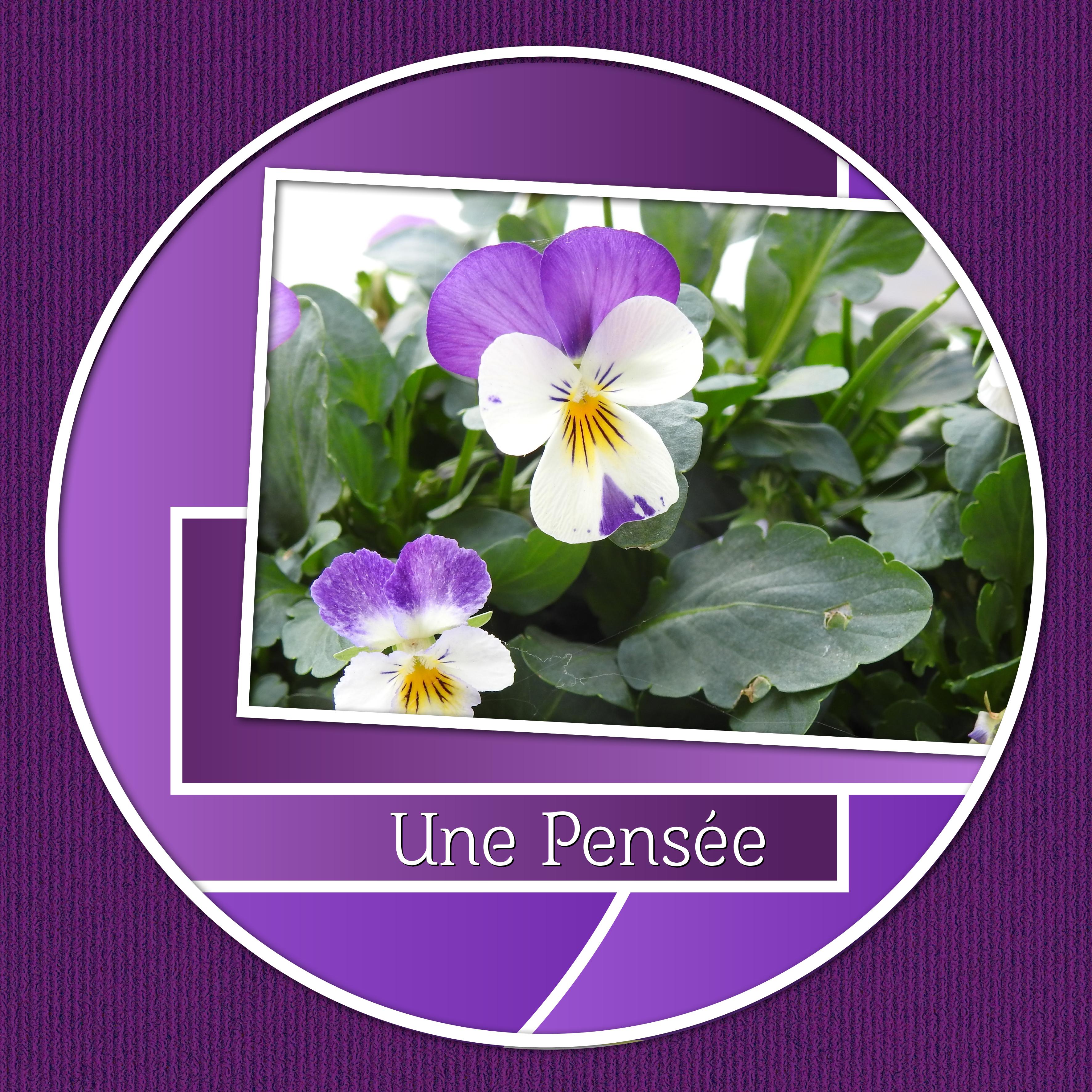J-a131 - UNE PENSEE.jpg