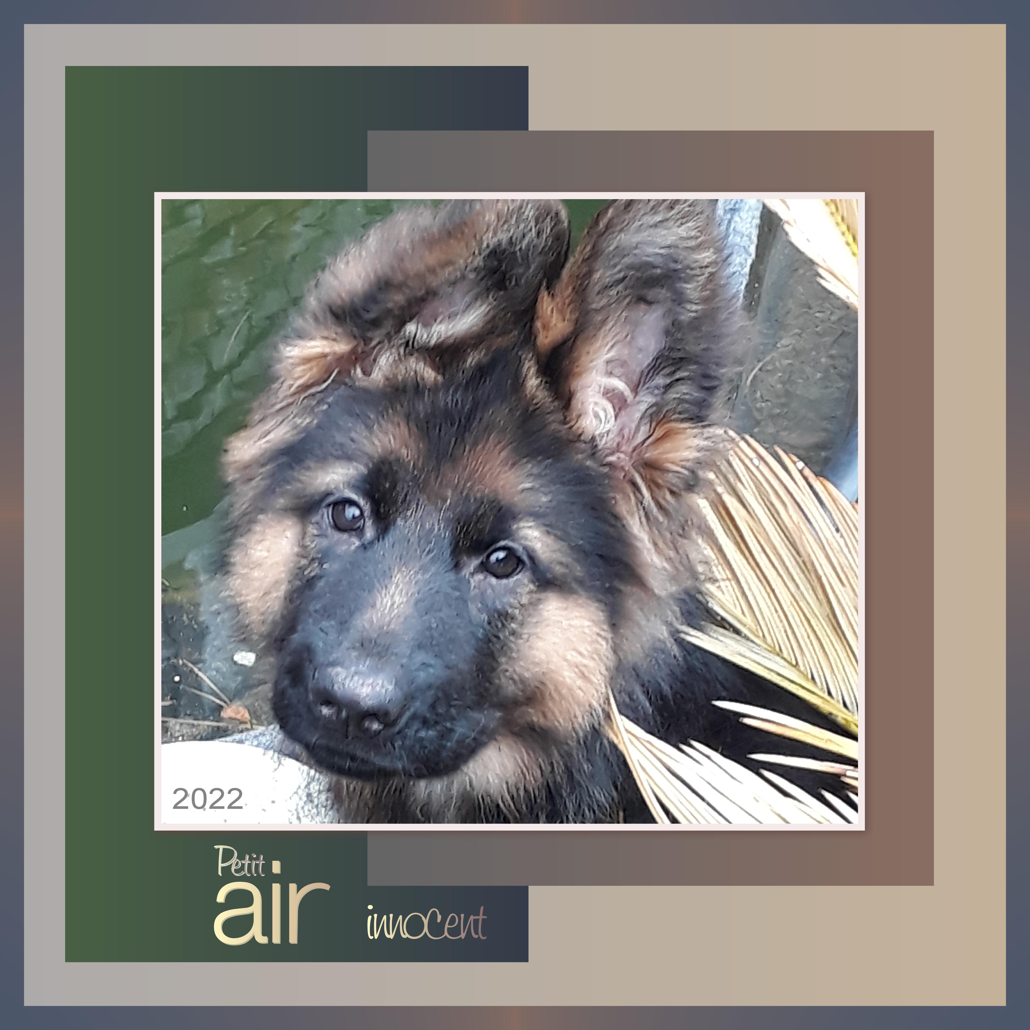 J-A134 - PETIT AIR INNOCENT.jpg