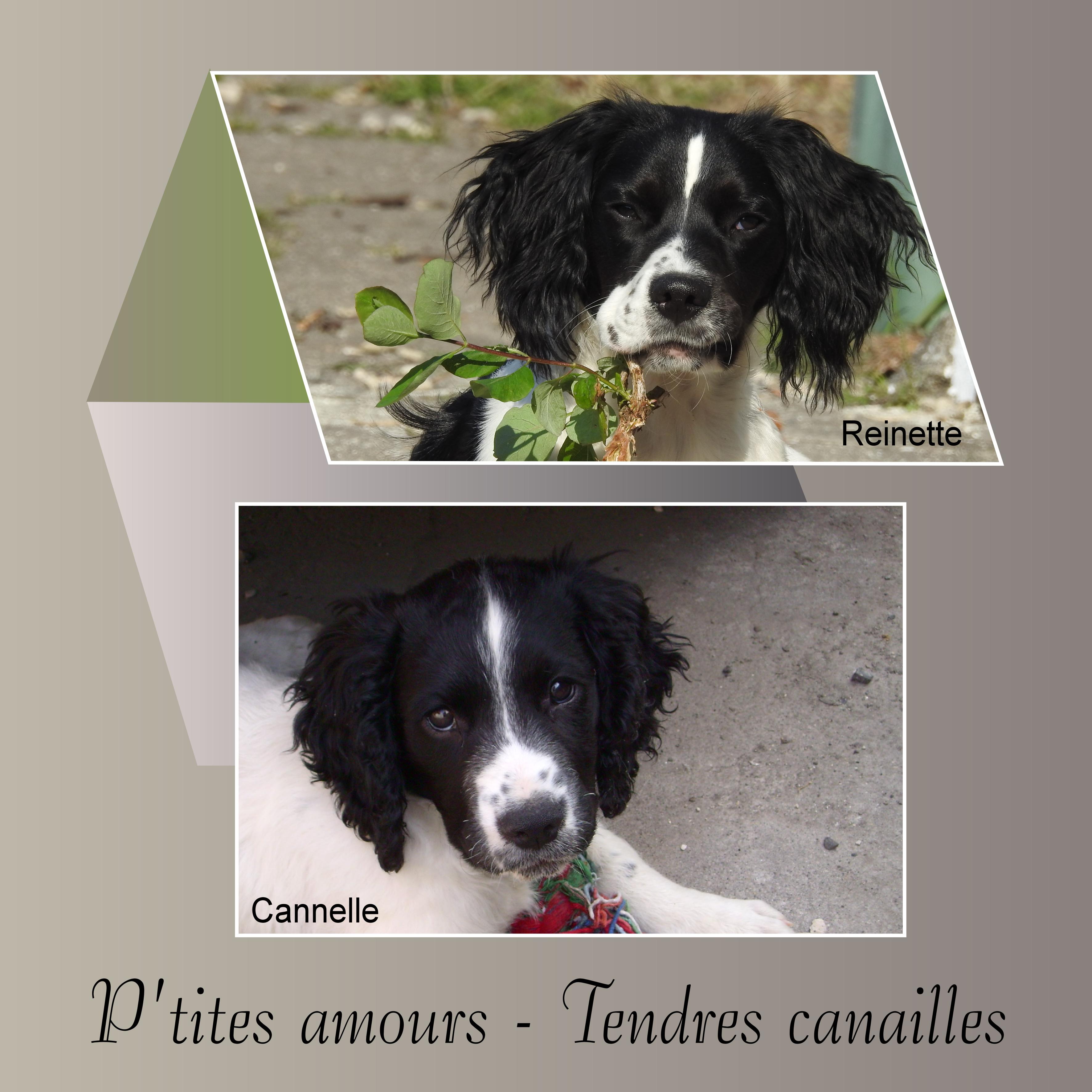 J-A14 - CANNELLE - REINETTE.jpg