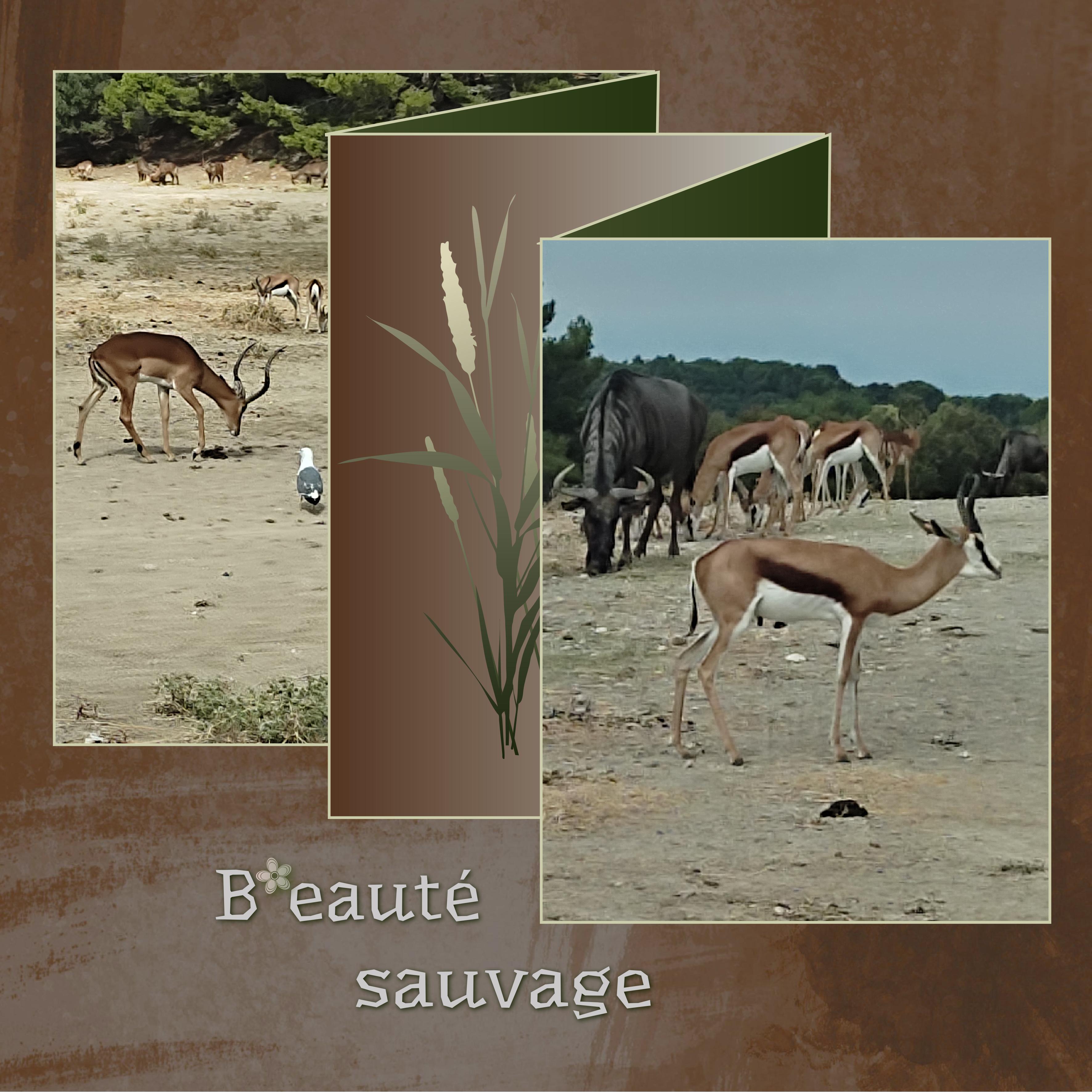 J-A145 - BEAUTE SAUVAGE.jpg