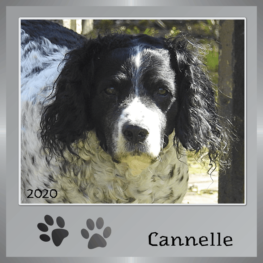 J-A15 - CANNELLE.gif