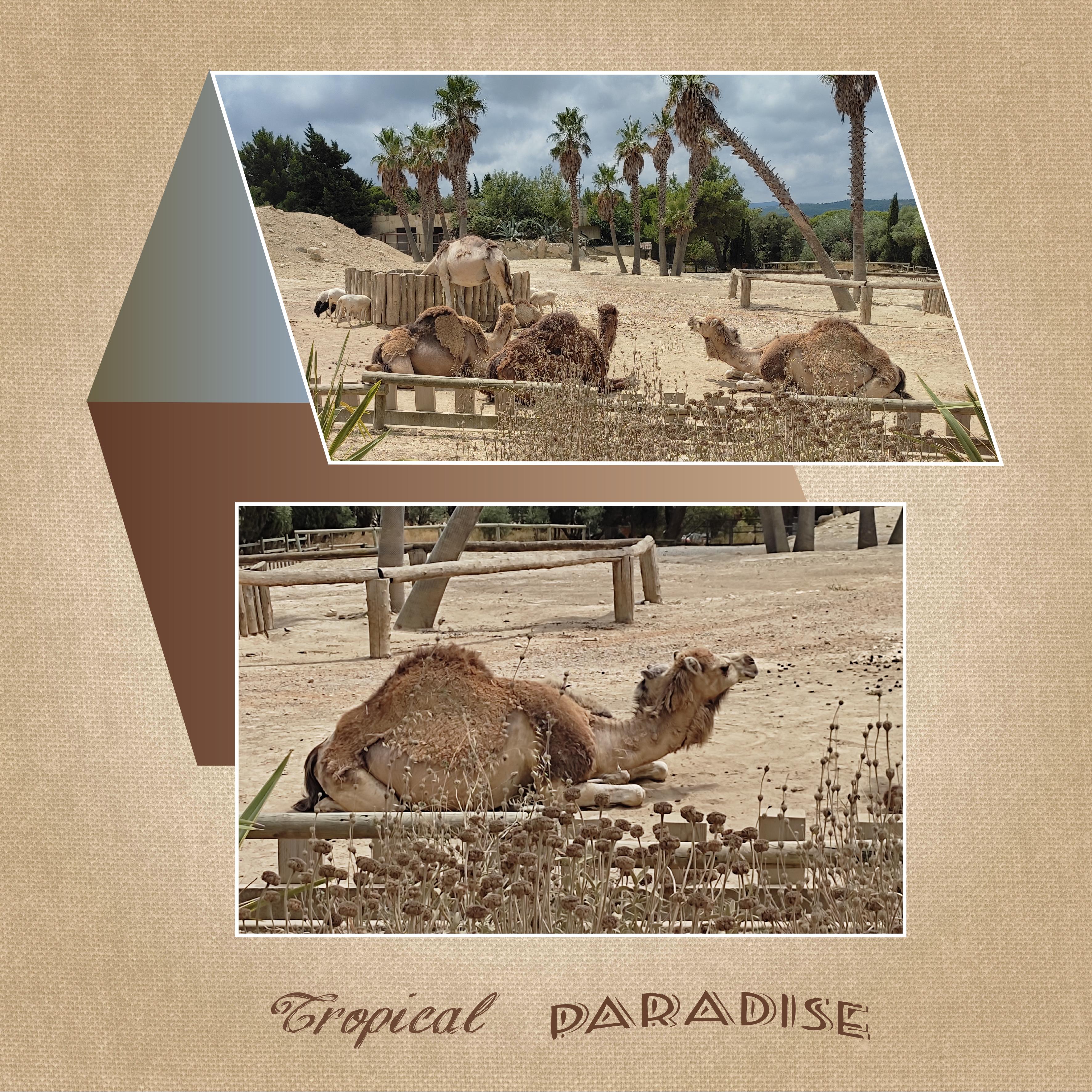 J-A150 - TROPICAL PARADISE.jpg