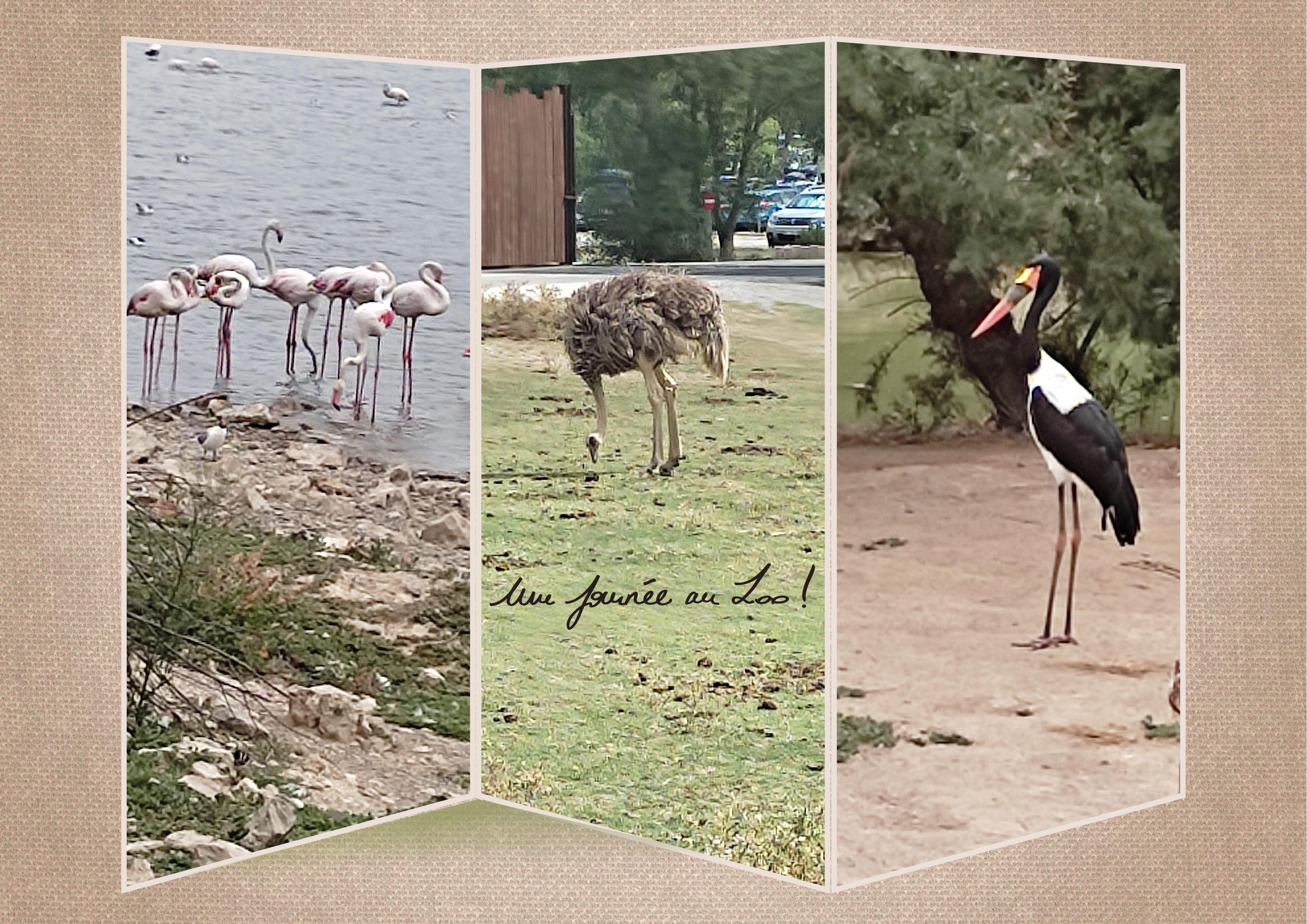 J-A151 - UNE JOURNEE AU ZOO.jpg