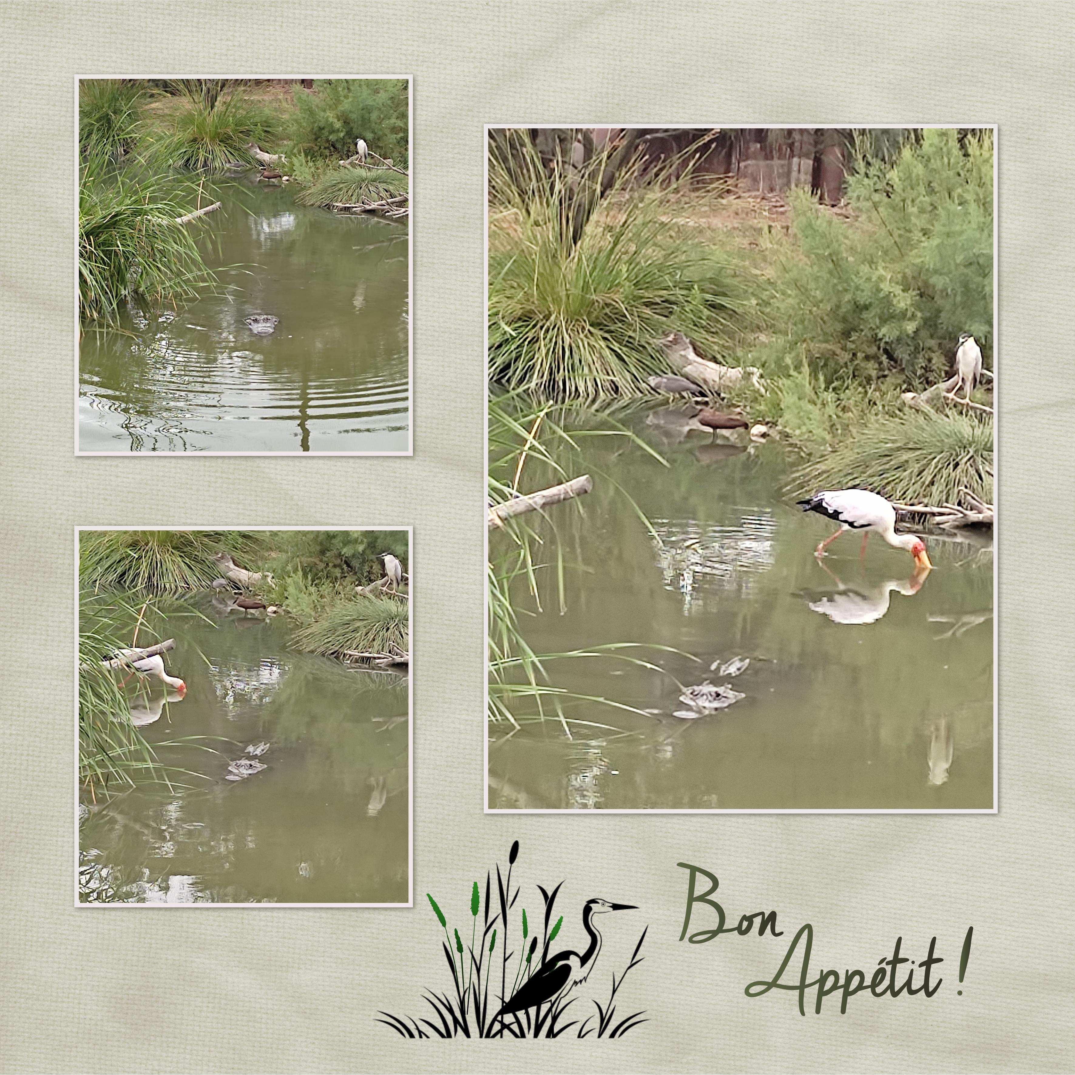 J-A152 - BON APPETIT.jpg