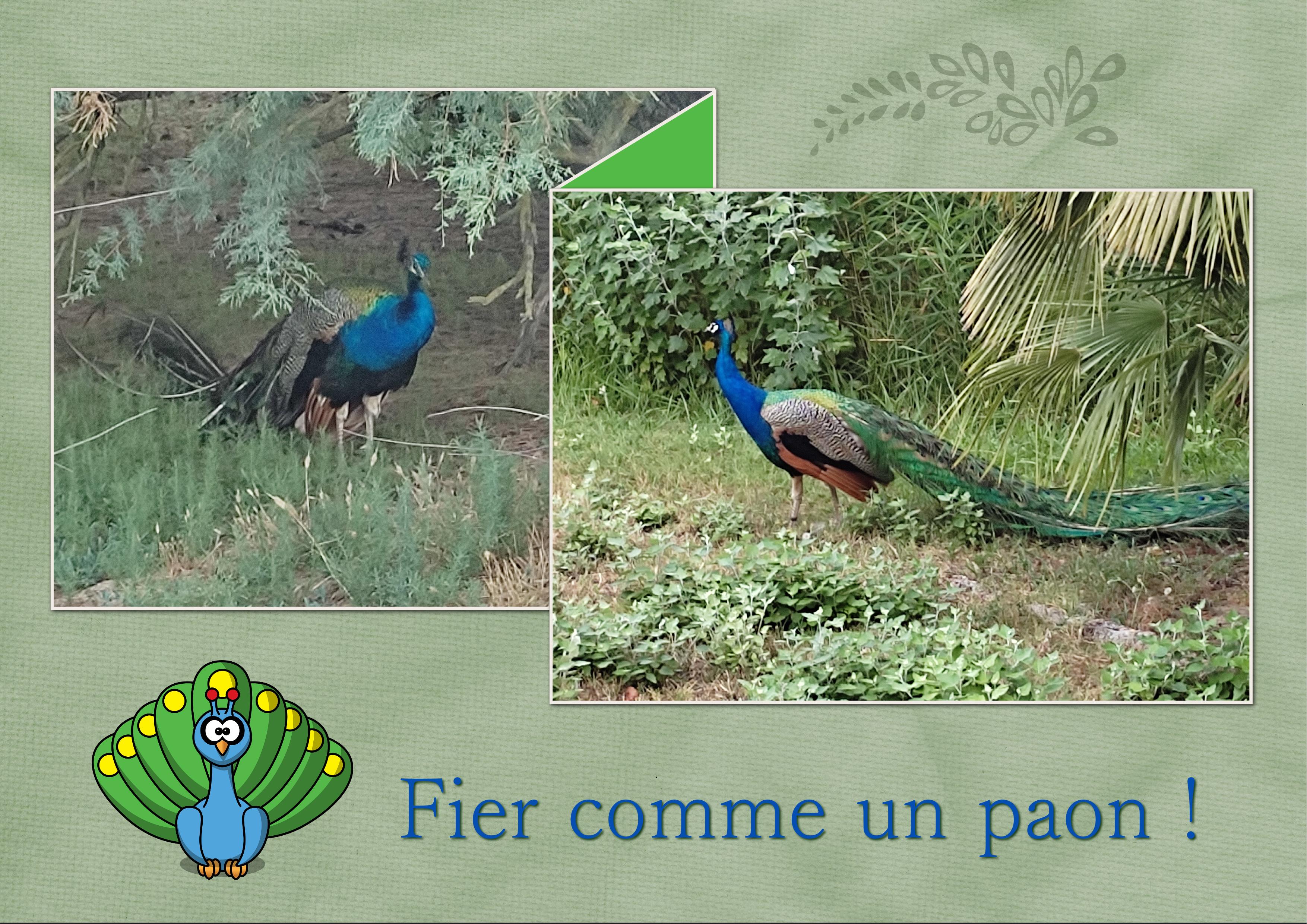 J-A154 - FIER COMME UN PAON.jpg