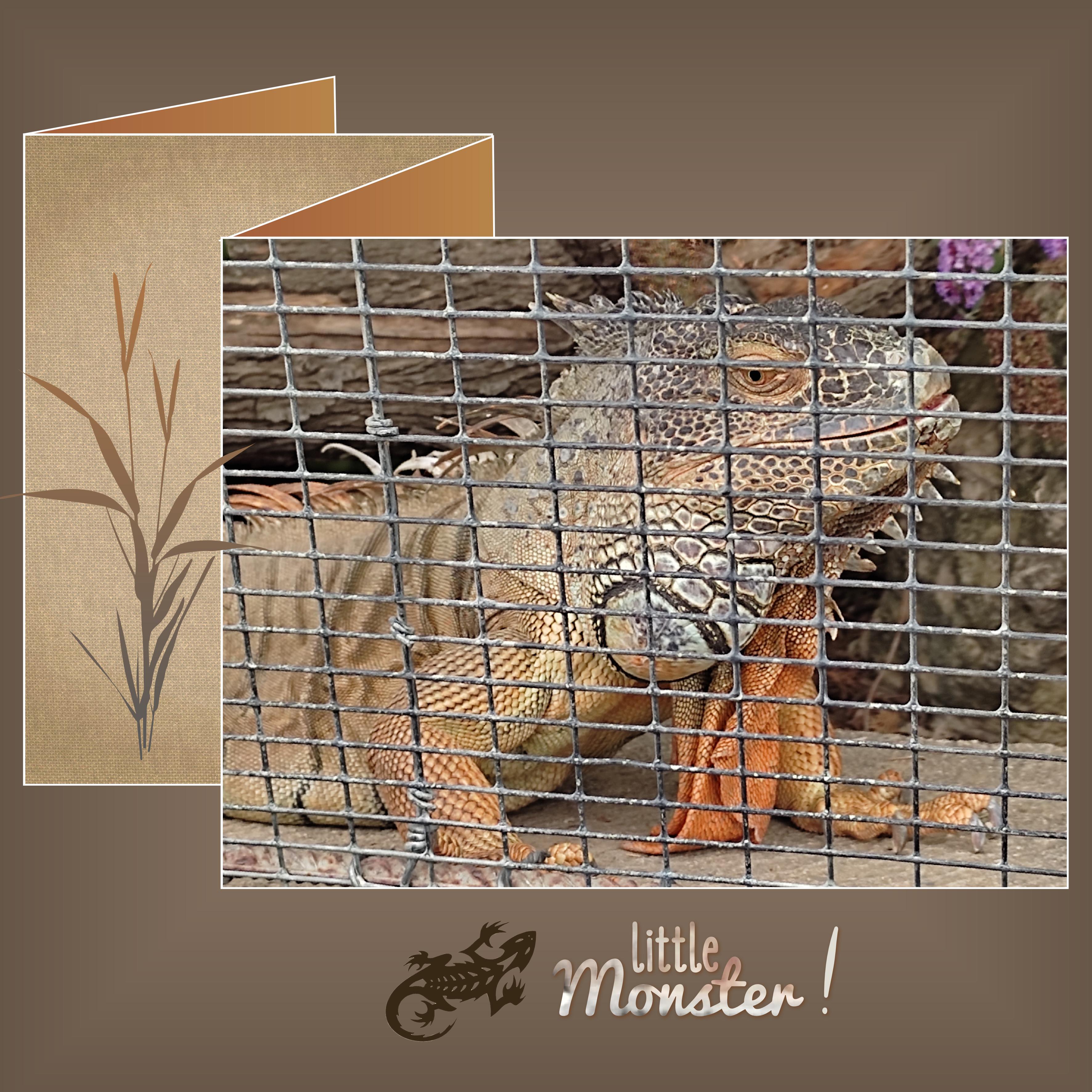 J-A161 - LITTLE MONSTER.jpg